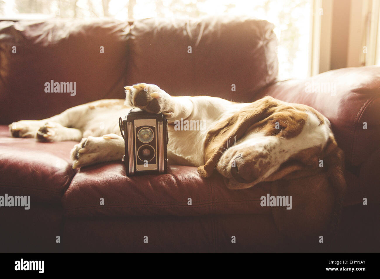 Basset hound lying on a sofa with a vintage camera Stock Photo
