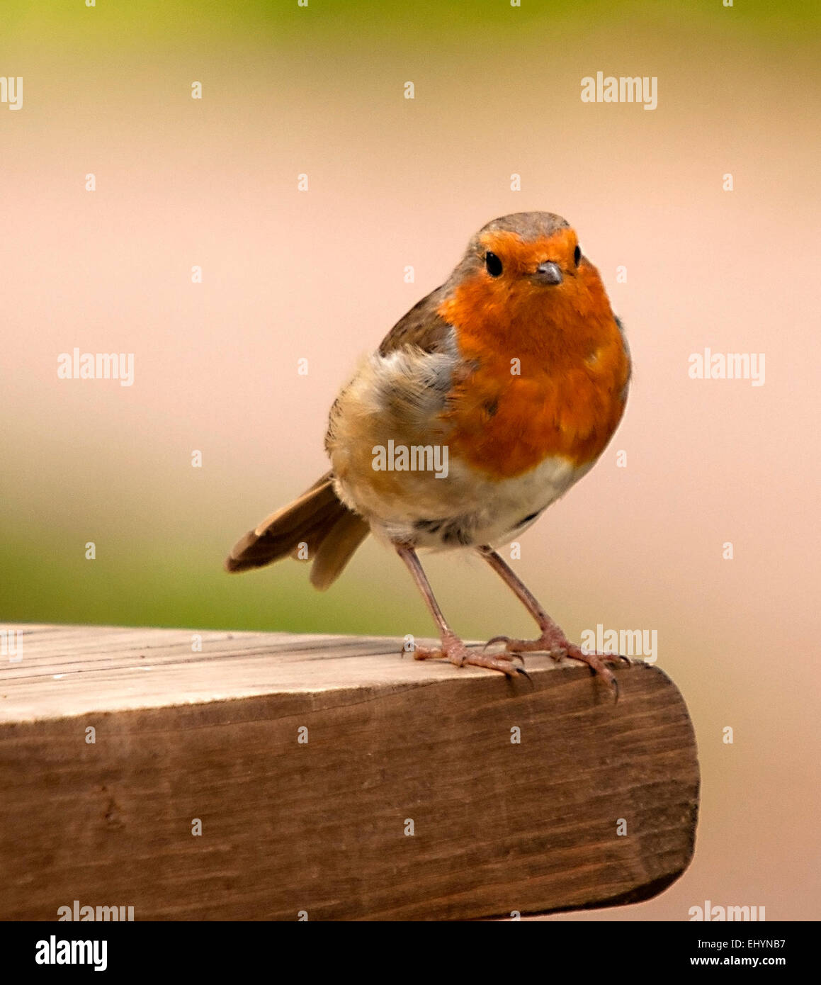 Robin Red Breast Stock Photo