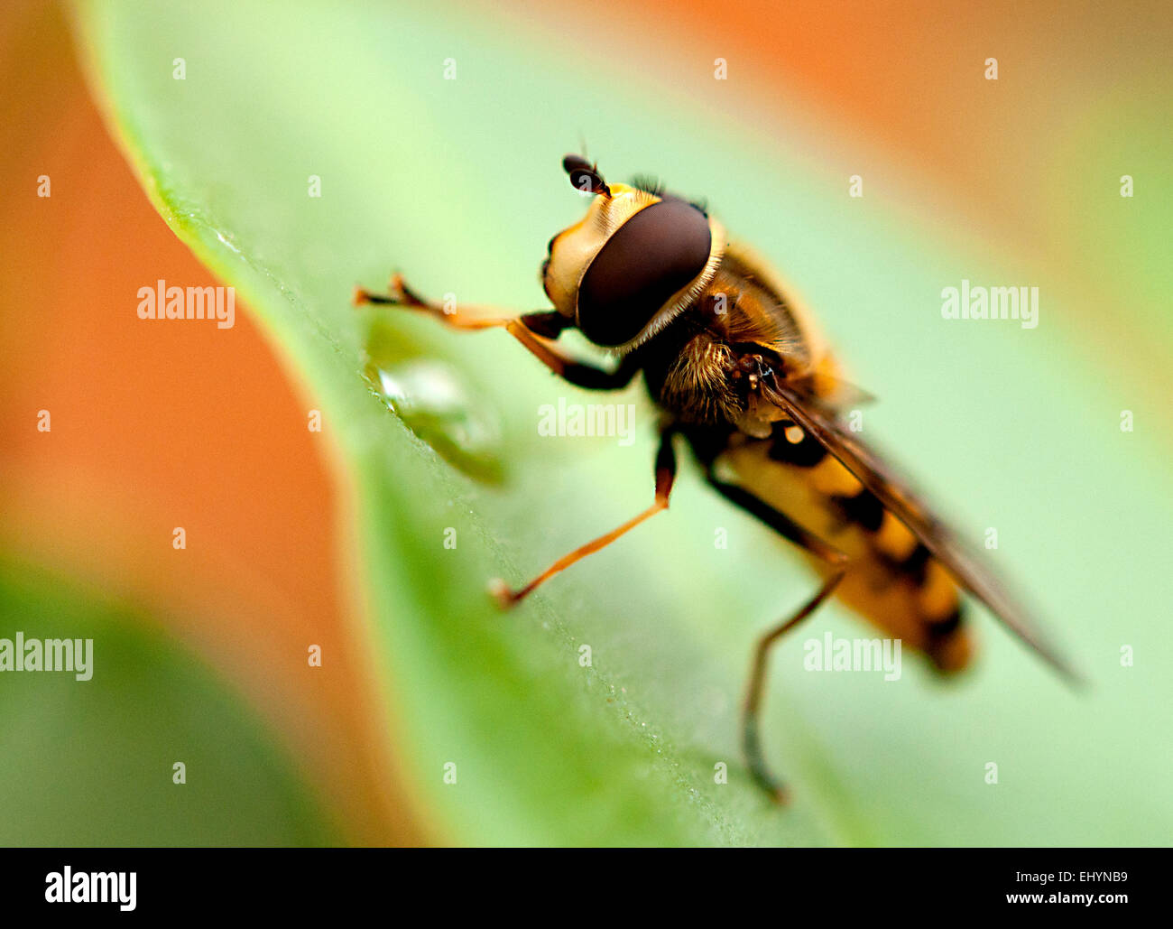 Hoverfly lunching on a leaf Stock Photo