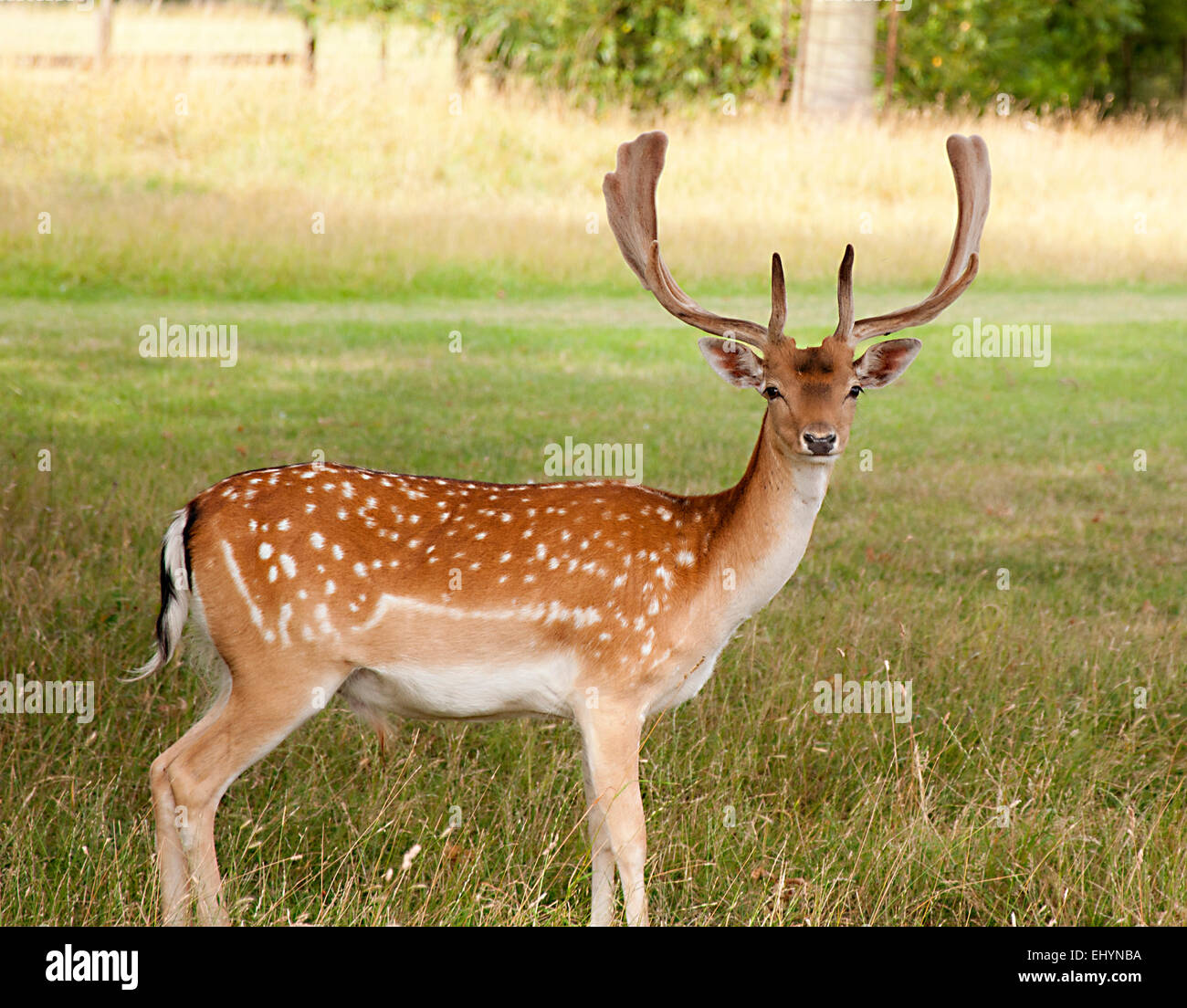 Fallow Deer Stock Photo