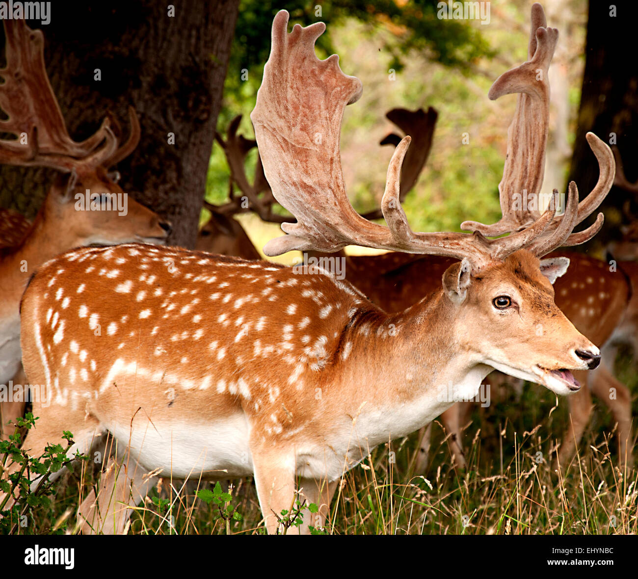 Small group of Fallow Deer Stock Photo