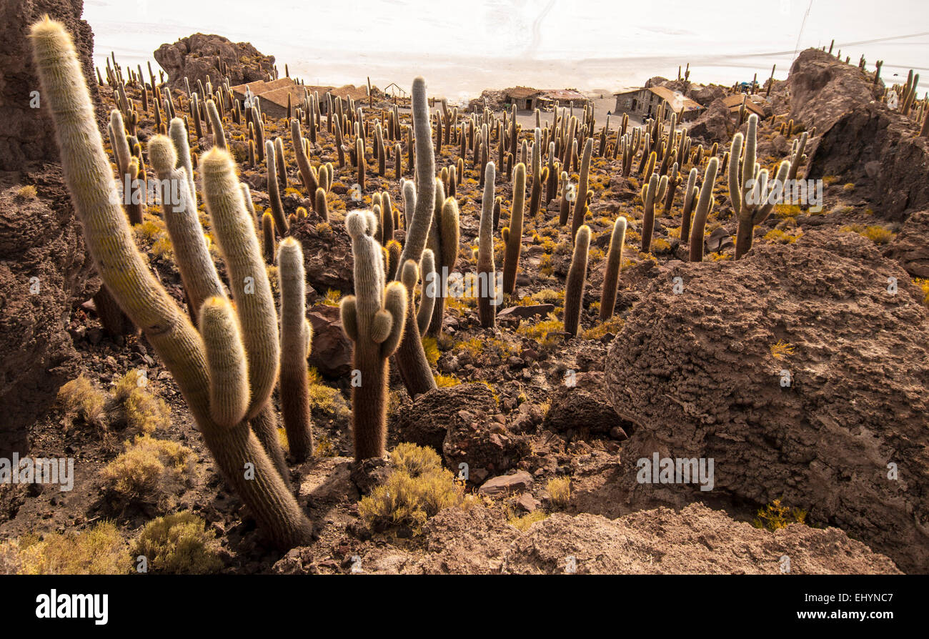 Cacti, Salar de Uyuni, Bolivia Stock Photo Alamy