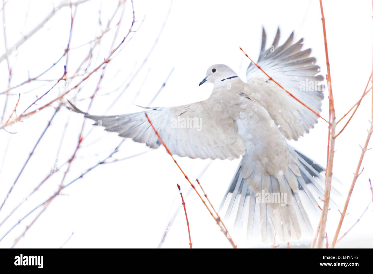 A dove taking flight through branches and softly falling snow Stock Photo