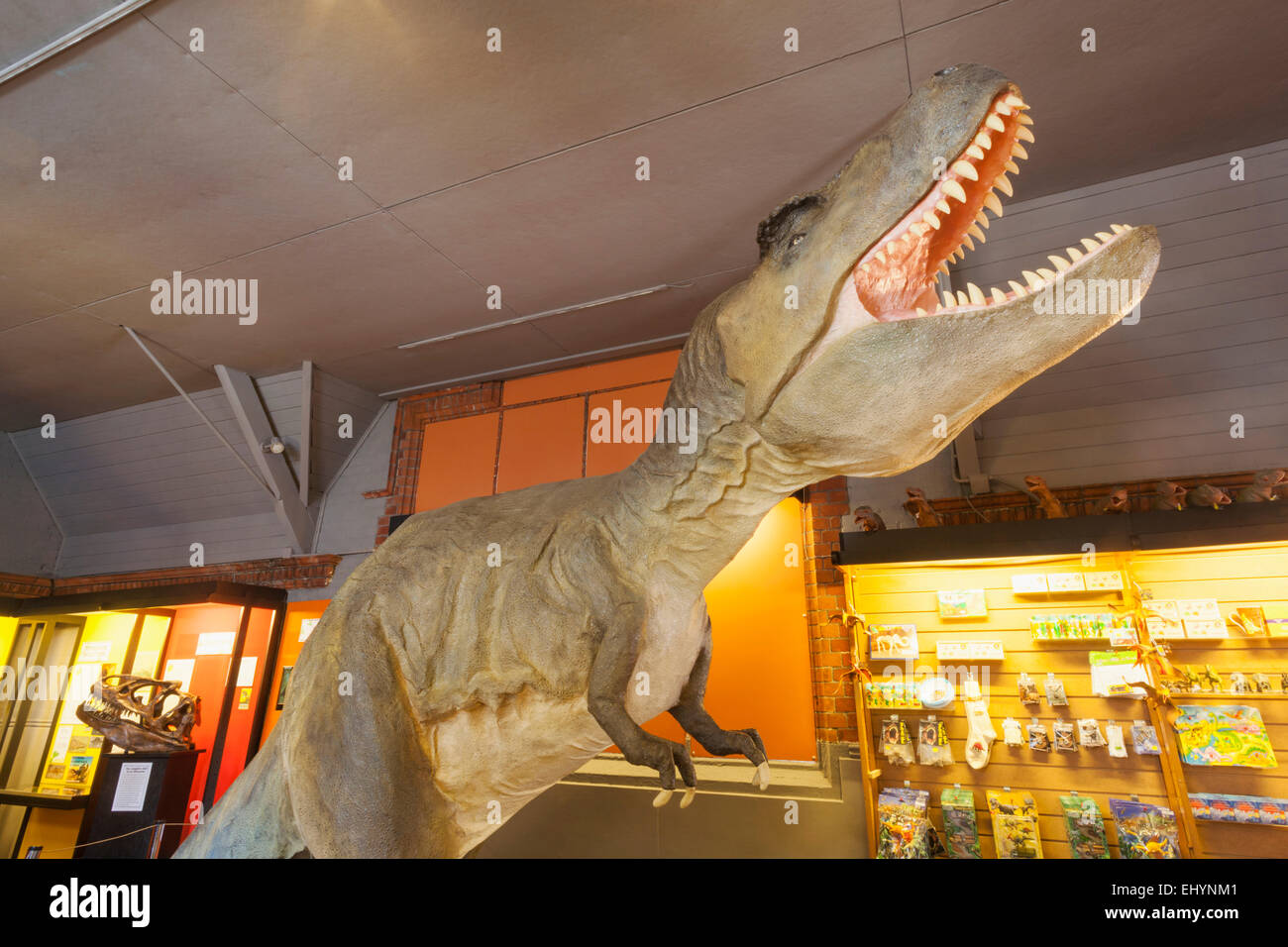 England, Dorset, Dorchester, Dinosaur Museum, Interior Stock Photo Alamy