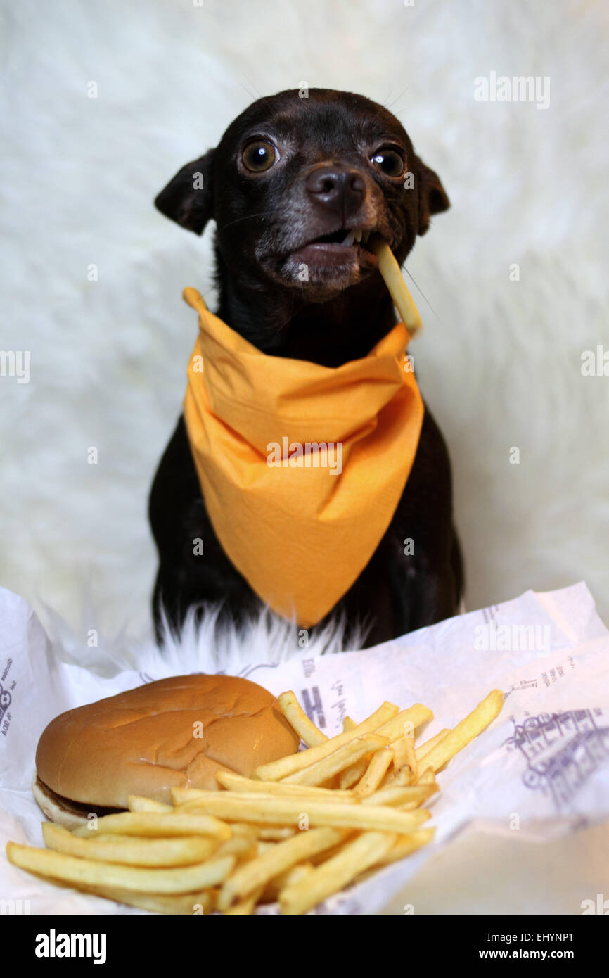 talking dog and bacon