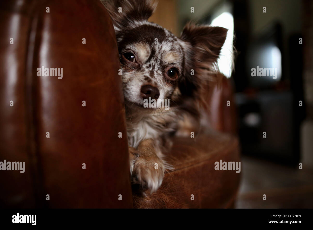 Leather couch hires stock photography and images Alamy