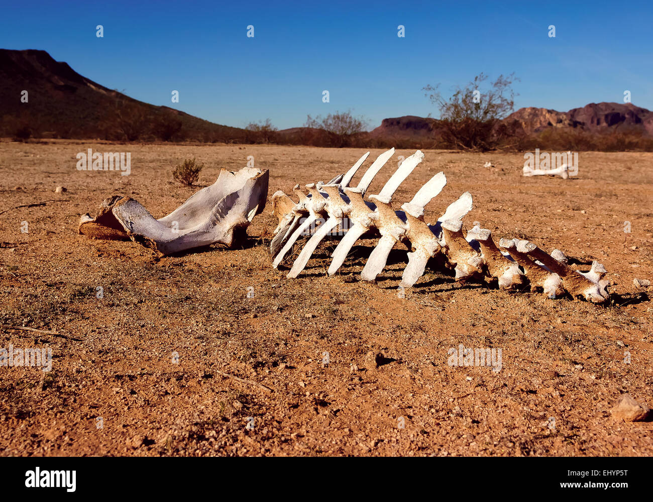 Arizona desert animal hi-res stock photography and images - Alamy