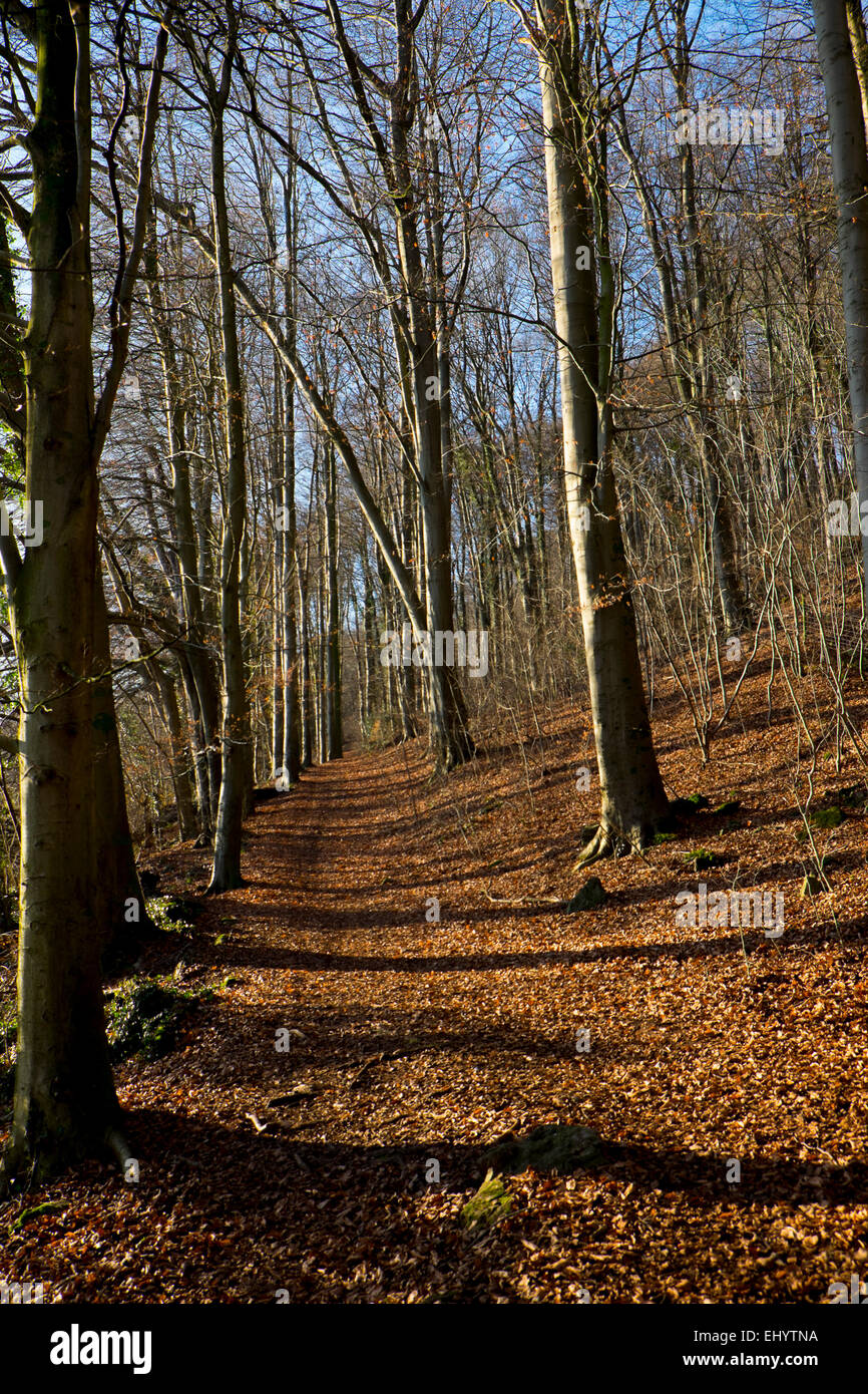 Path through beech trees in autumn, Radyr, near Cardiff, South Wales, UK Stock Photo