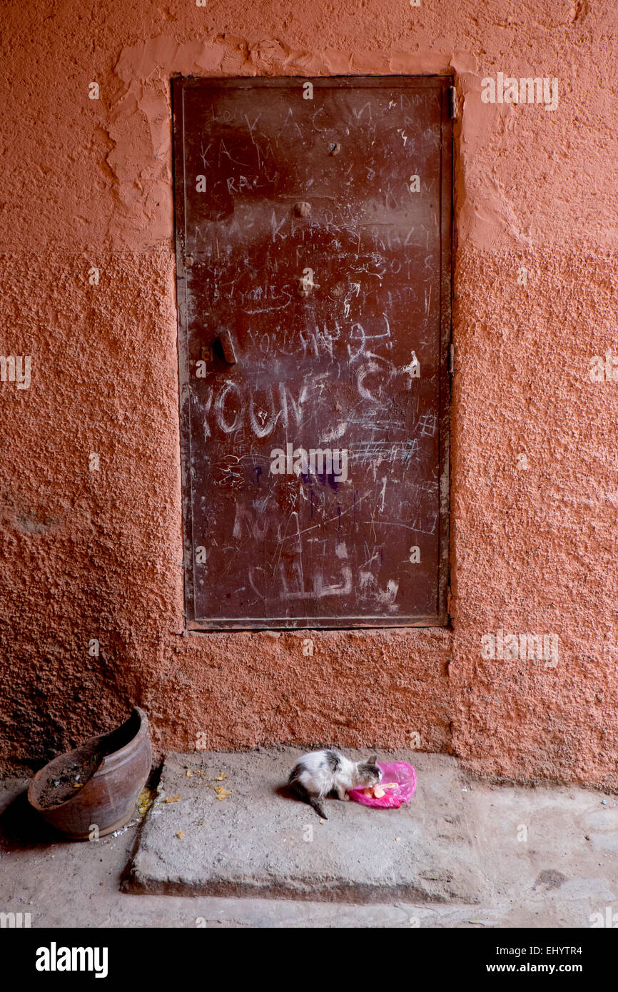 Small cat with food, Medina, old town, Marrakesh, Marrakech, Morocco, North Africa Stock Photo