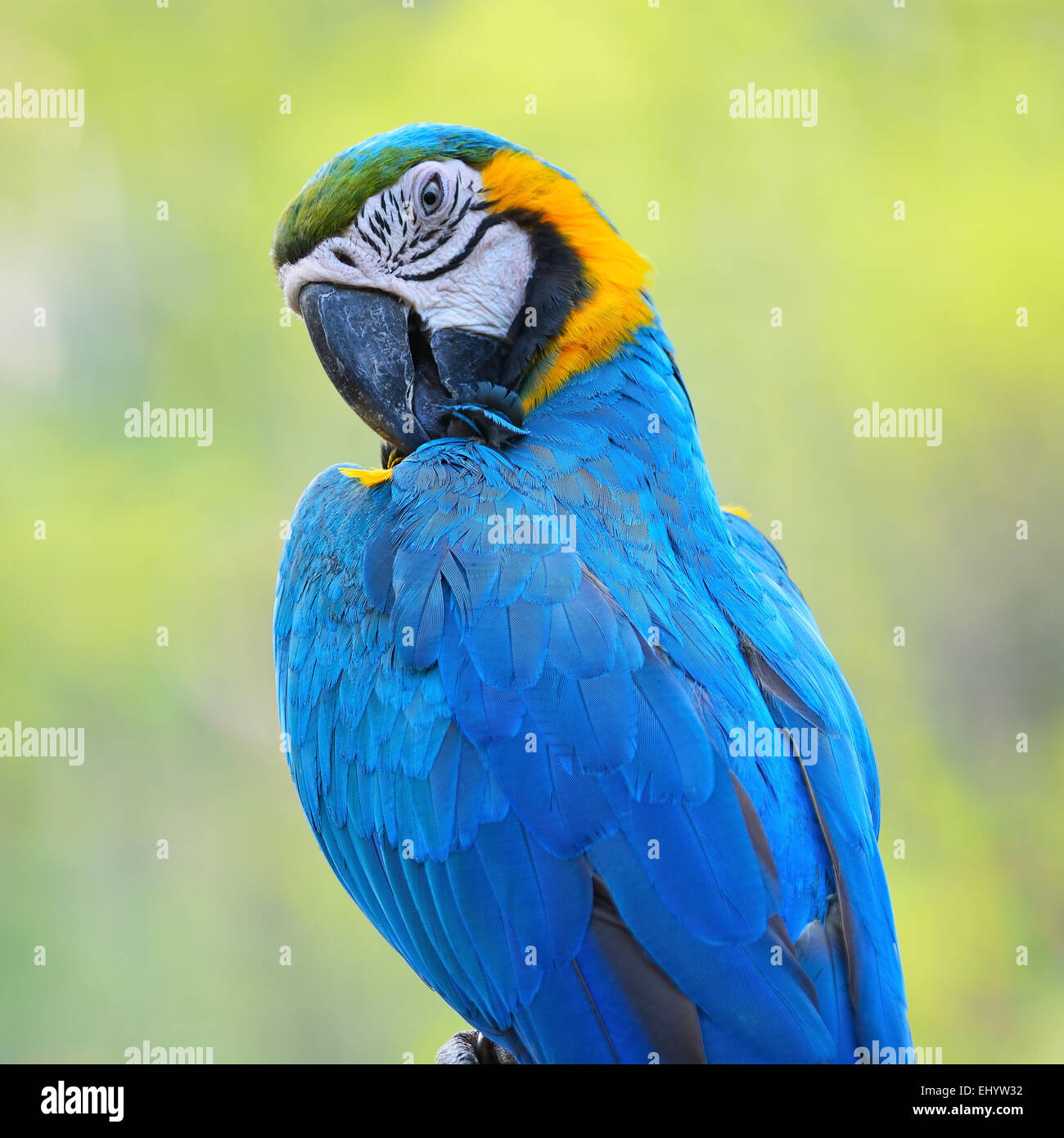 Beautiful parrot bird, Blue and Gold Macaw in portrait profile Stock Photo