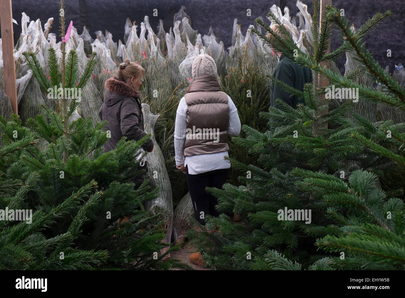 Mother and daughter choosing Christmas Tree at Garden Centre, Radyr, near Cardiff, South Wales, UK Stock Photo