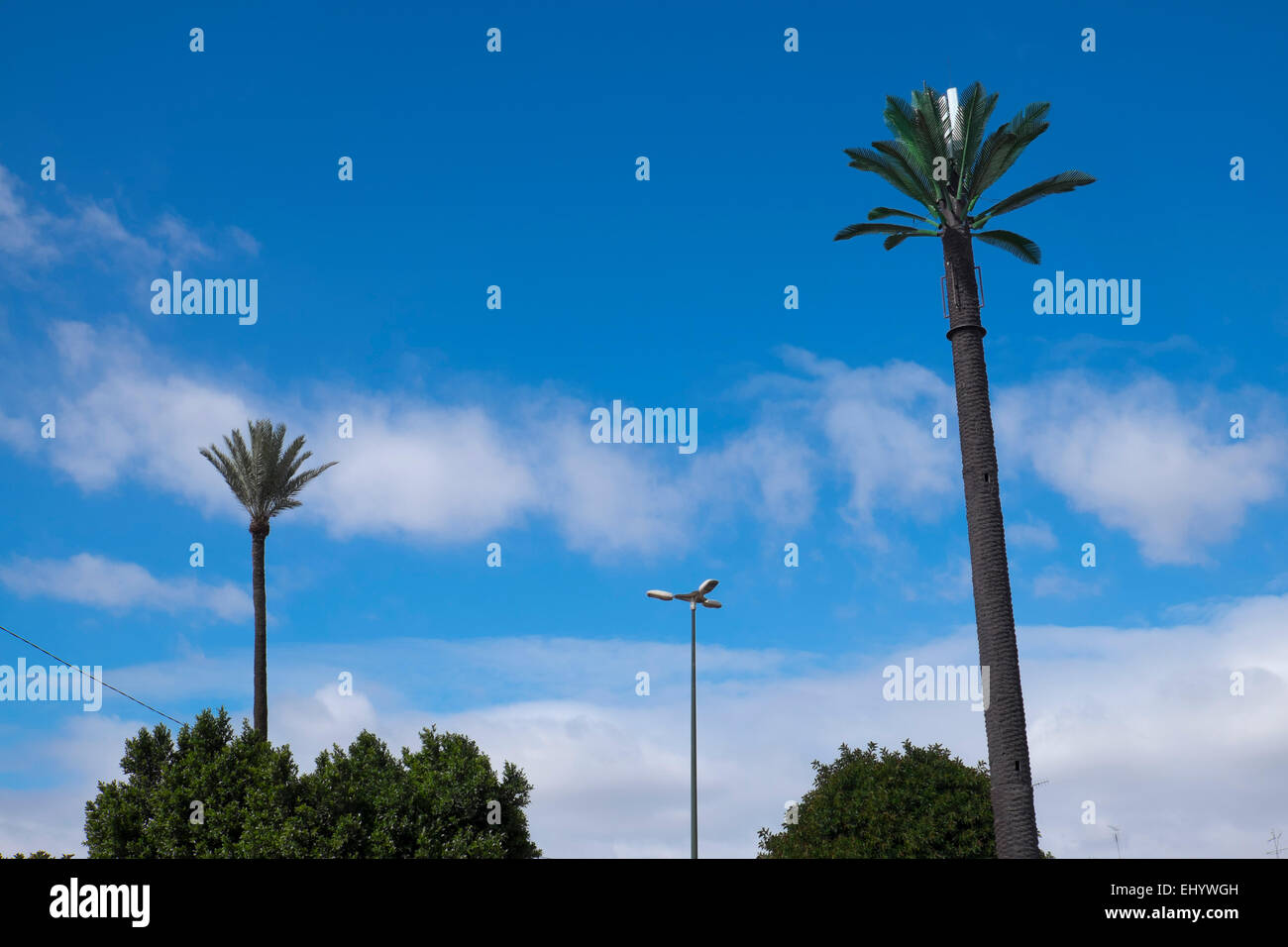 Cellular antenna disguised as palm tree,  Marrakesh, Marrakech, Morocco, North Africa Stock Photo
