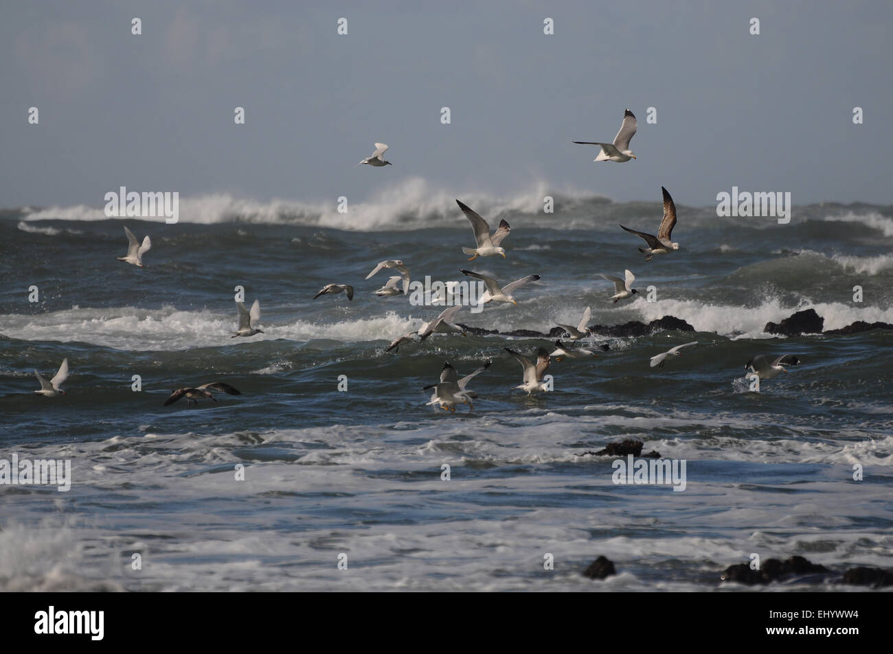 Portugal, Europe, Atlantic, waves, sea gulls, birds, sea, birds, sea Stock Photo