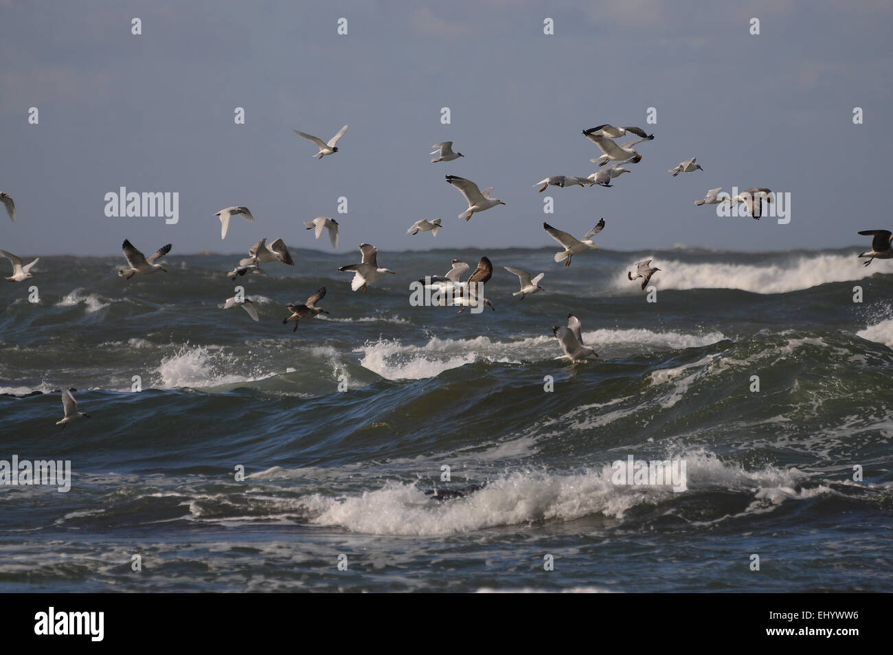 Portugal, Europe, Atlantic, waves, sea gulls, birds, sea, birds, sea Stock Photo