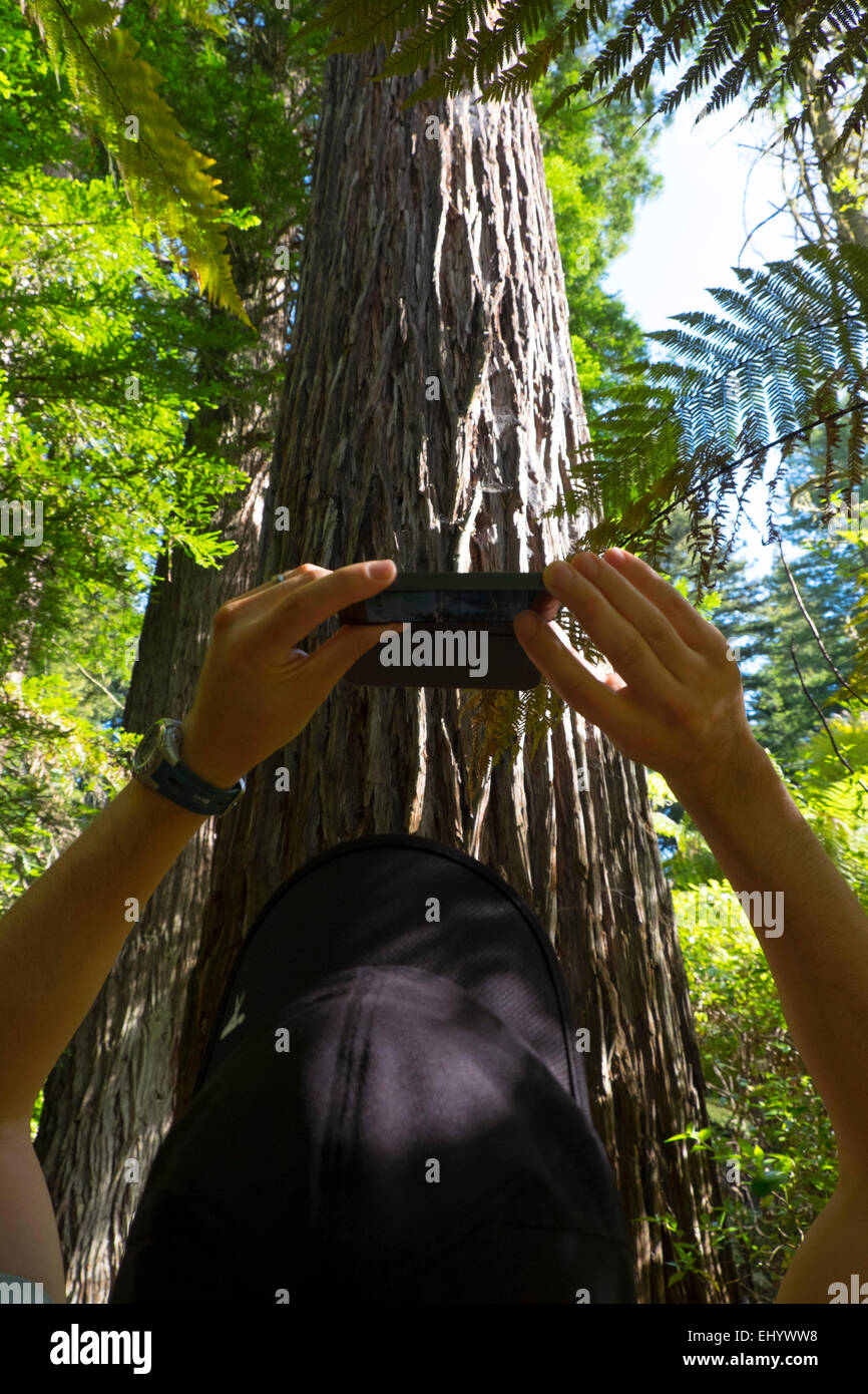 Photographing giant redwood tree, forest near Taupo, North Island, New Zealand Stock Photo