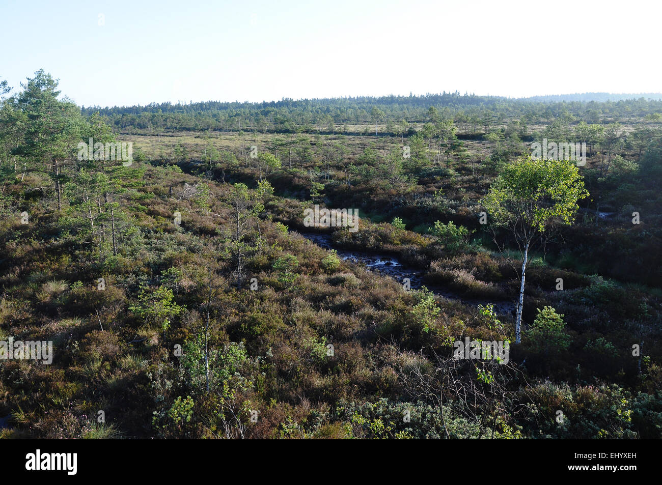 Markaryd Sweden, Europe, smaland, markaryd, moor, peat, former, peat mining, bog ...