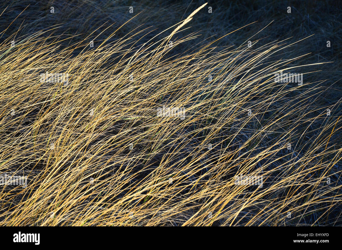 Sweden, Europe, Halland, west coast, dune grass, grass, dunes, sand Stock Photo