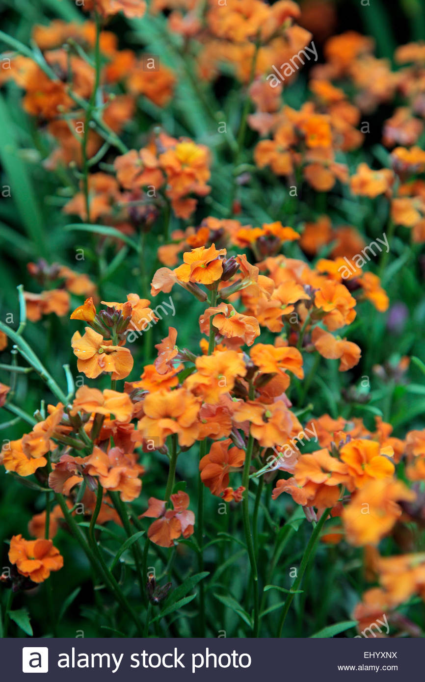 Perennial Wallflower Stock Photos & Perennial Wallflower Stock Images