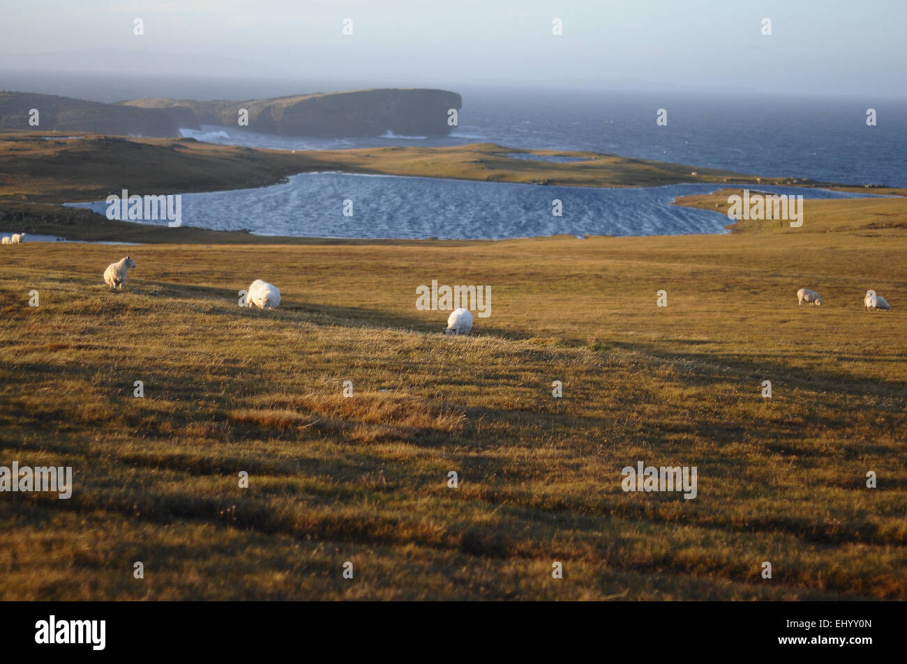 Scotland, Shetland islands, eshaness, mainland, west coast, Atlantic, sea, lake, punch, sheep, meadow, Great Britain, Europe, Stock Photo
