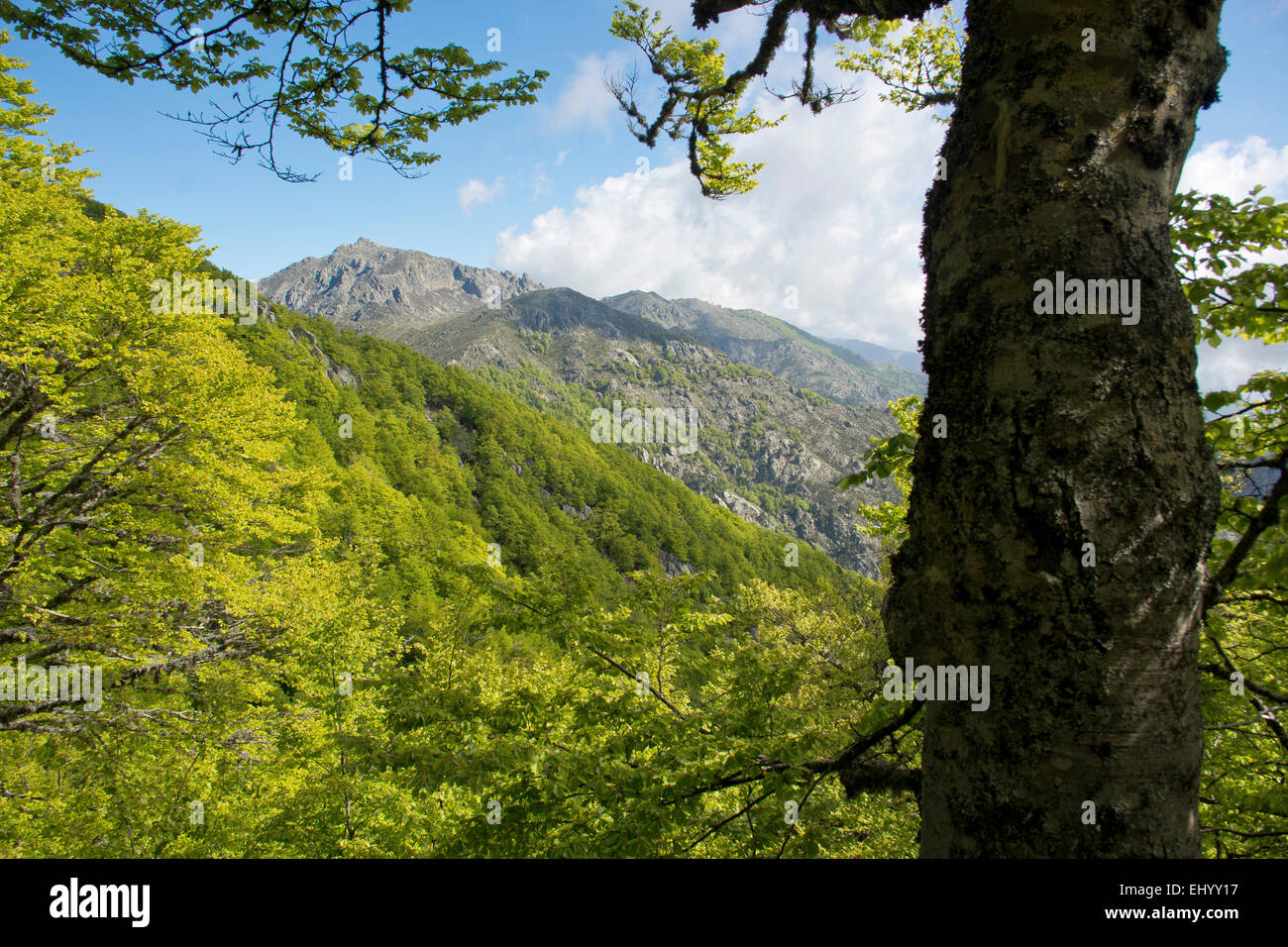 France, Europe, Corsica, gr 20, distance trail, trail, route, grande randonnée, wood, forest, beeches, summits, peaks, col de iap Stock Photo