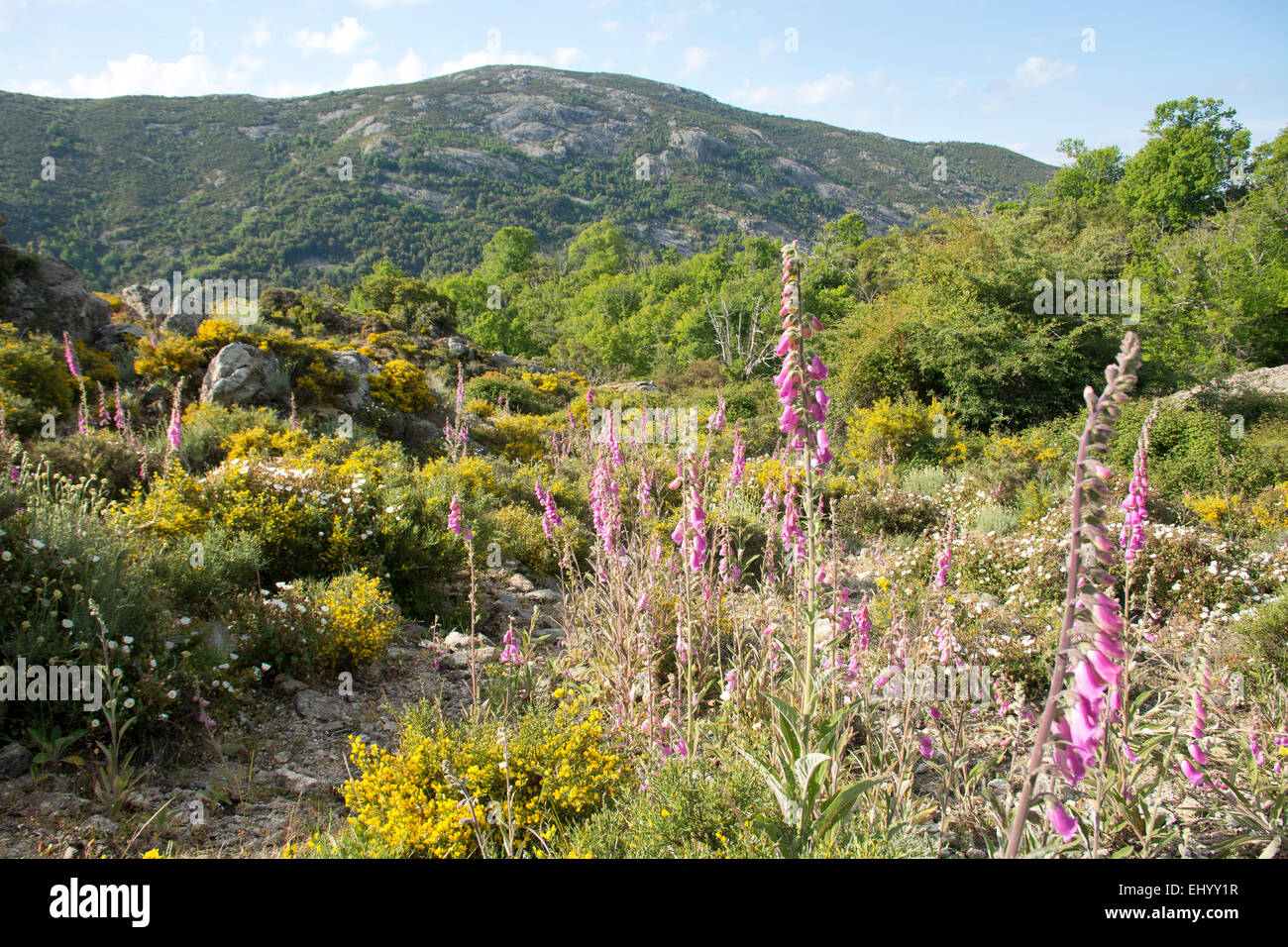 France, Europe, Corsica, distance trail, trail, route, spring, mare a mare, marignana, broom, Macchia, rock, cliff, ridge, thimbl Stock Photo