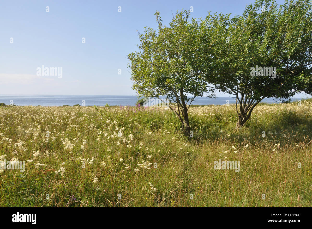 Sweden, Europe, west coast, sea, hovs hallar, Halland, nature reserve, moor, meadow, summer, evening Stock Photo