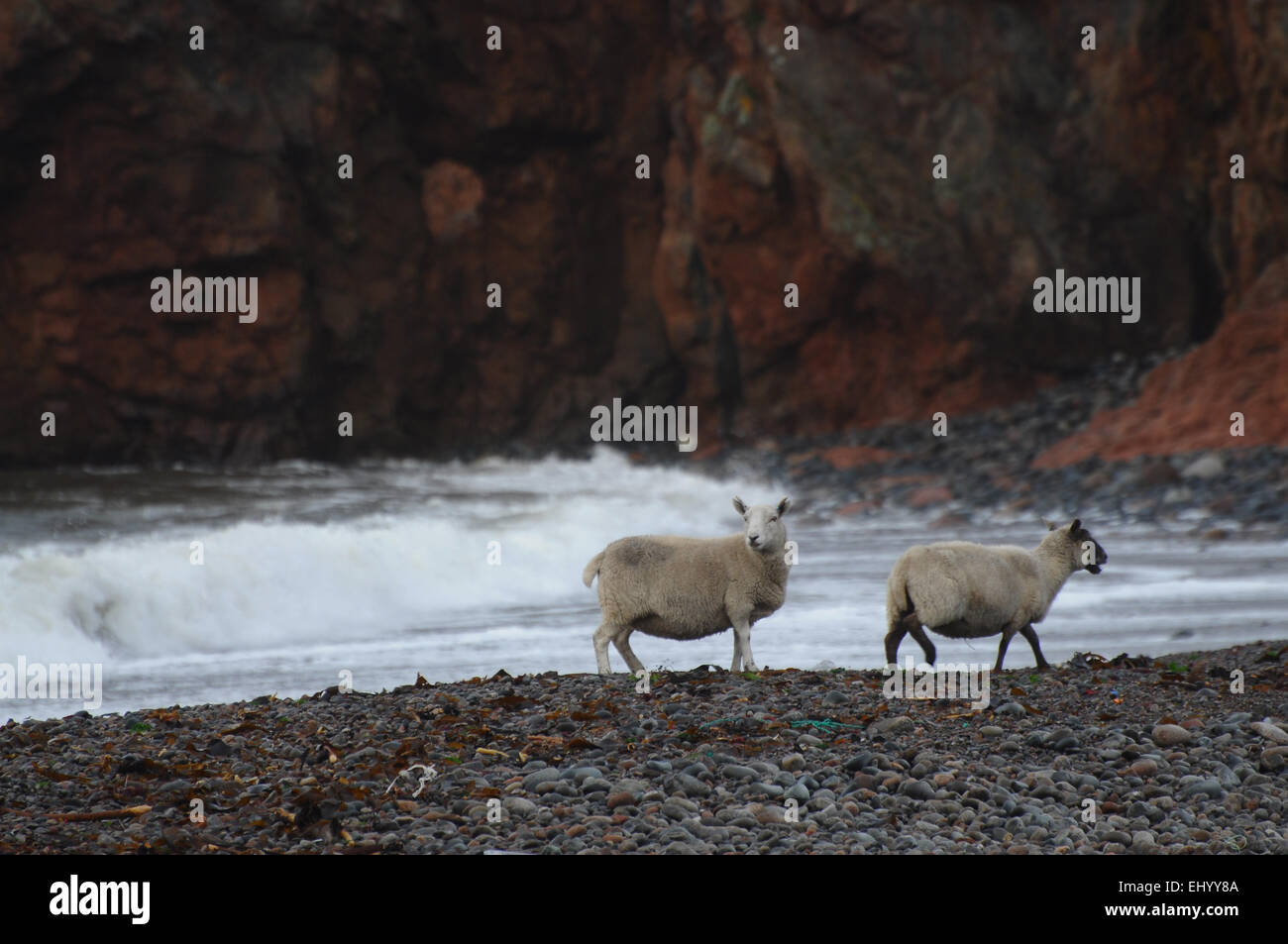Scotland, Shetland islands, Sandwick, mainland, west coast, Atlantic, beach, seashore, stones, rocks, cliffs, waves, sheep Stock Photo