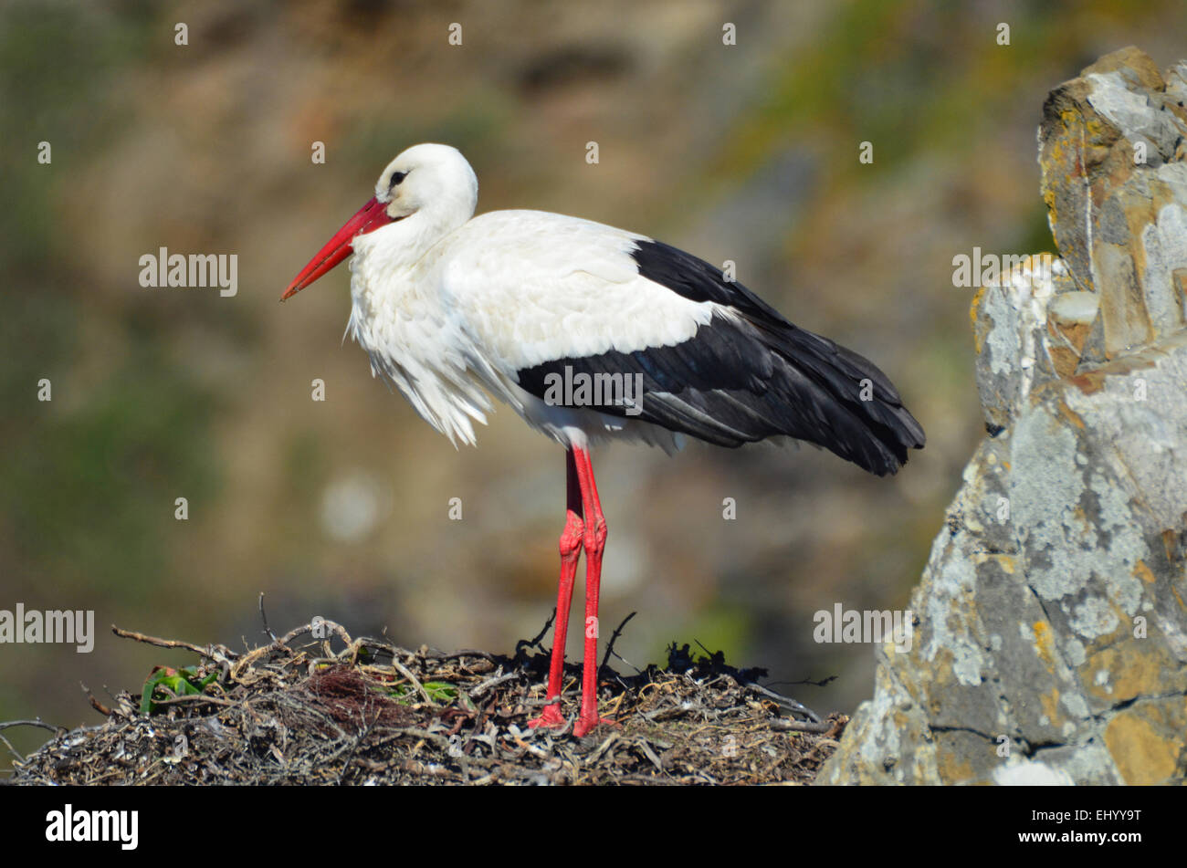 Portugal, Europe, alentejo, stork, white stork, bird, nest, spring Stock Photo