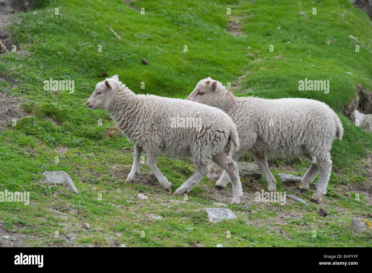 The Sheep that supply the famous Fair Isle wool, wondering across the grass on Fair Isle in the Shetland Islands Stock Photo