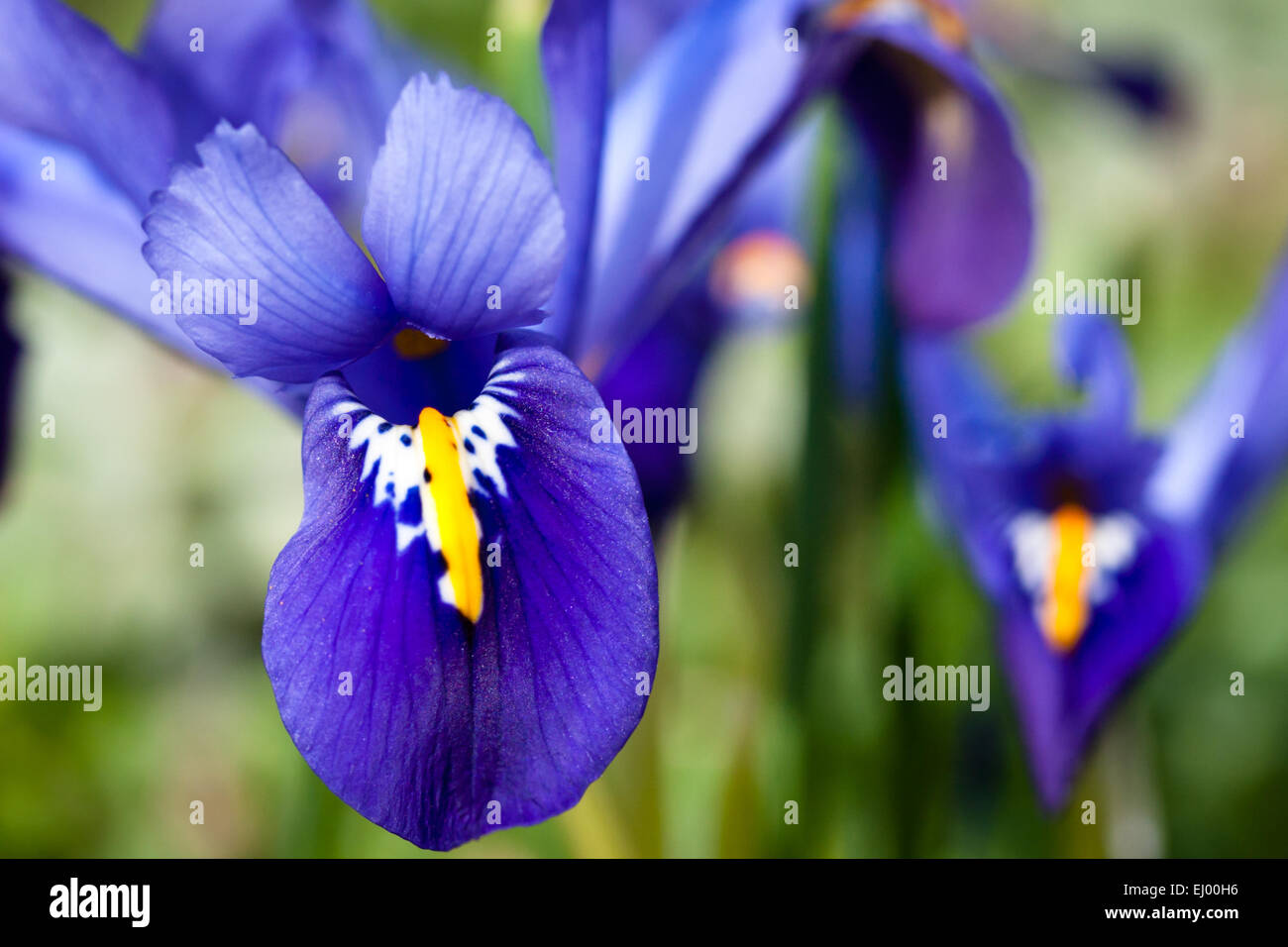 Dwarf iris in full bloom. Stock Photo