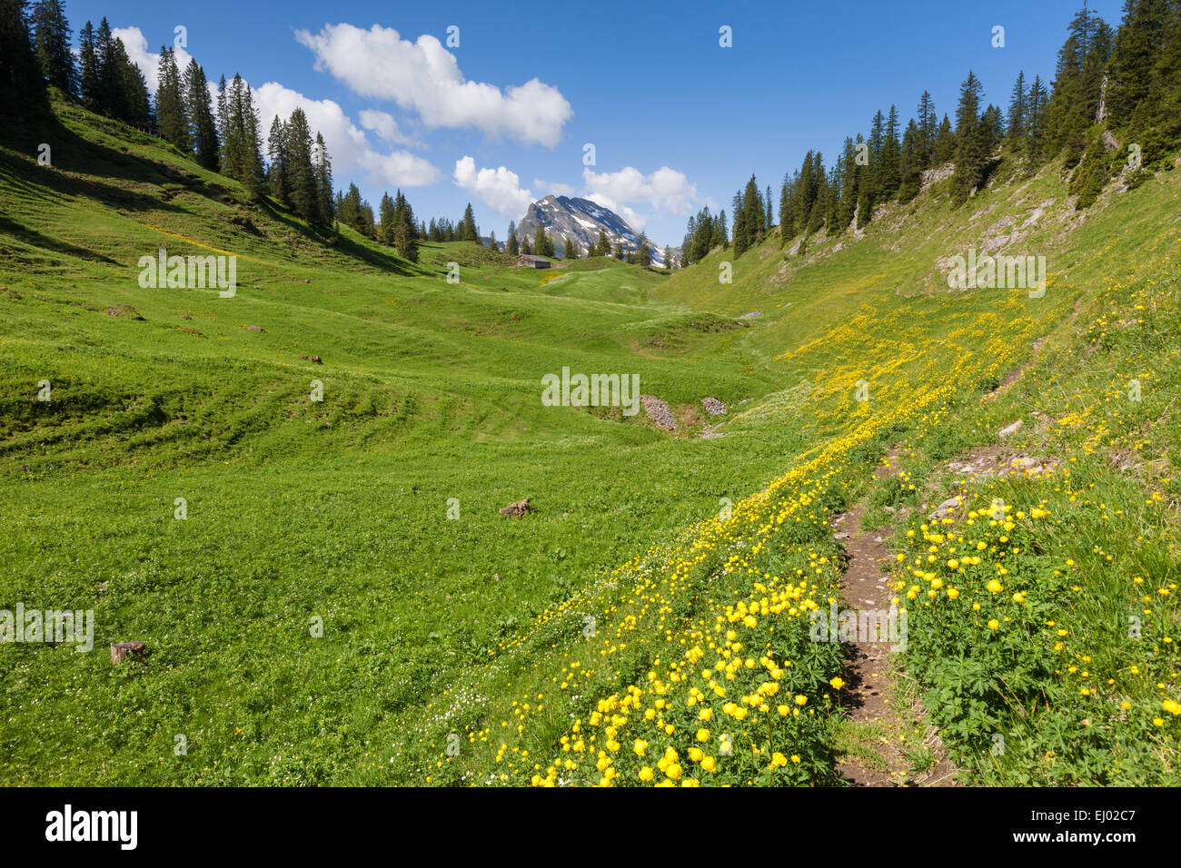 Bödmeren, Switzerland, Europe, canton Schwyz, meadow, mountain pasture, flower meadow, globeflower, globe crowfoot, trollius euro Stock Photo