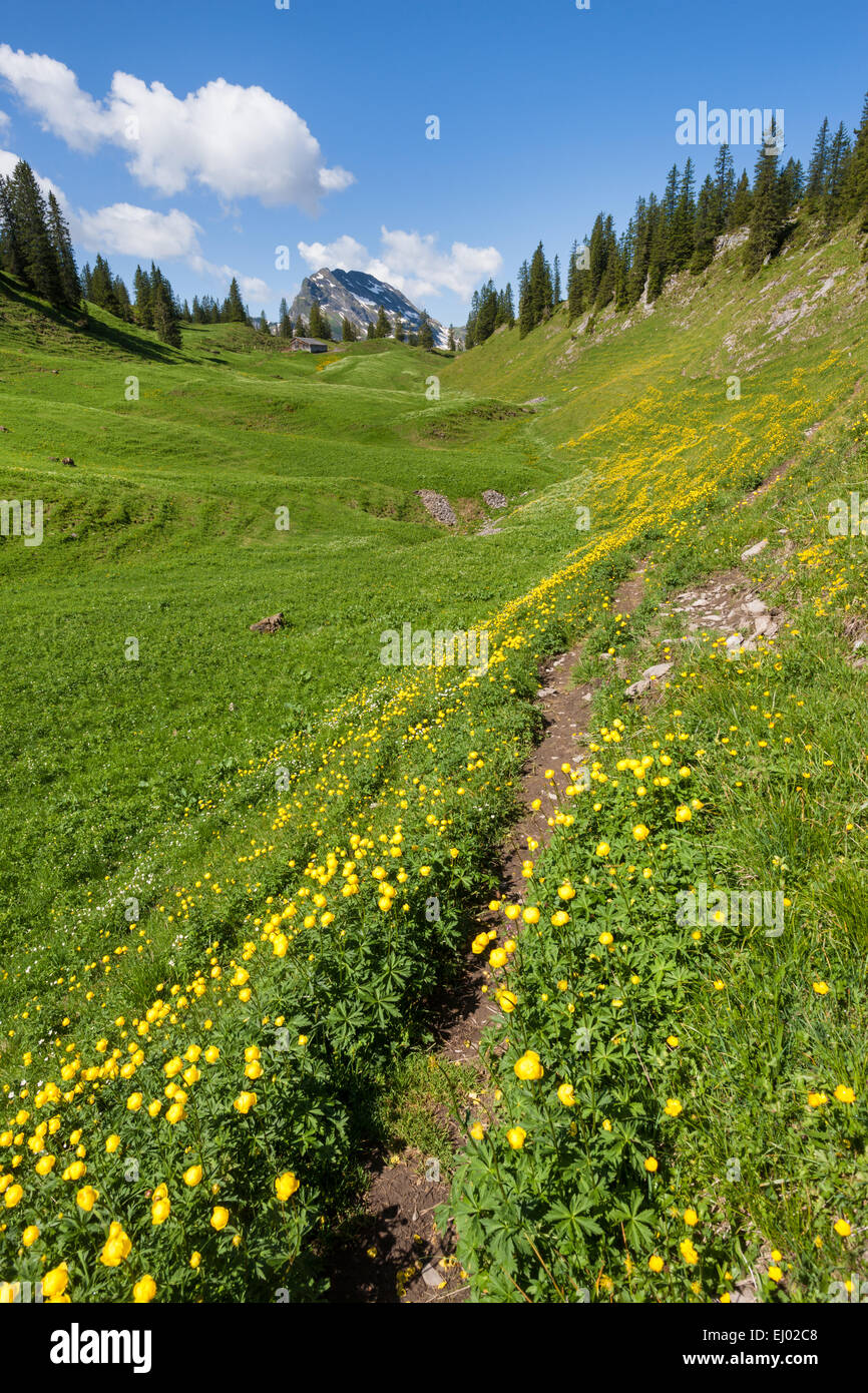 Bödmeren, Switzerland, Europe, canton Schwyz, meadow, mountain pasture, flower meadow, globeflower, globe crowfoot, trollius euro Stock Photo