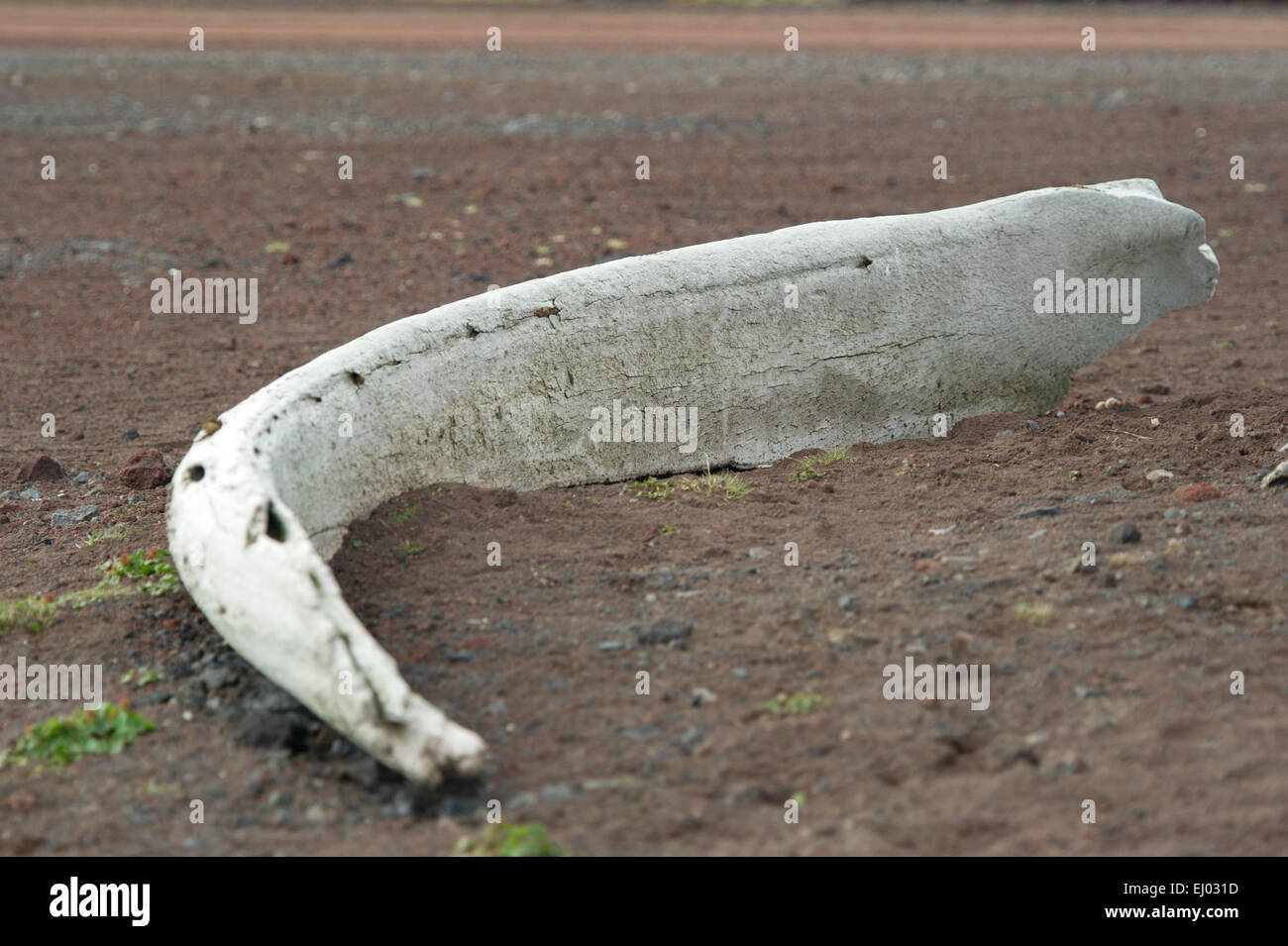 An old Whale bone sits on the volcanic coastline of Jan Mayen in the North Atlantic Stock Photo