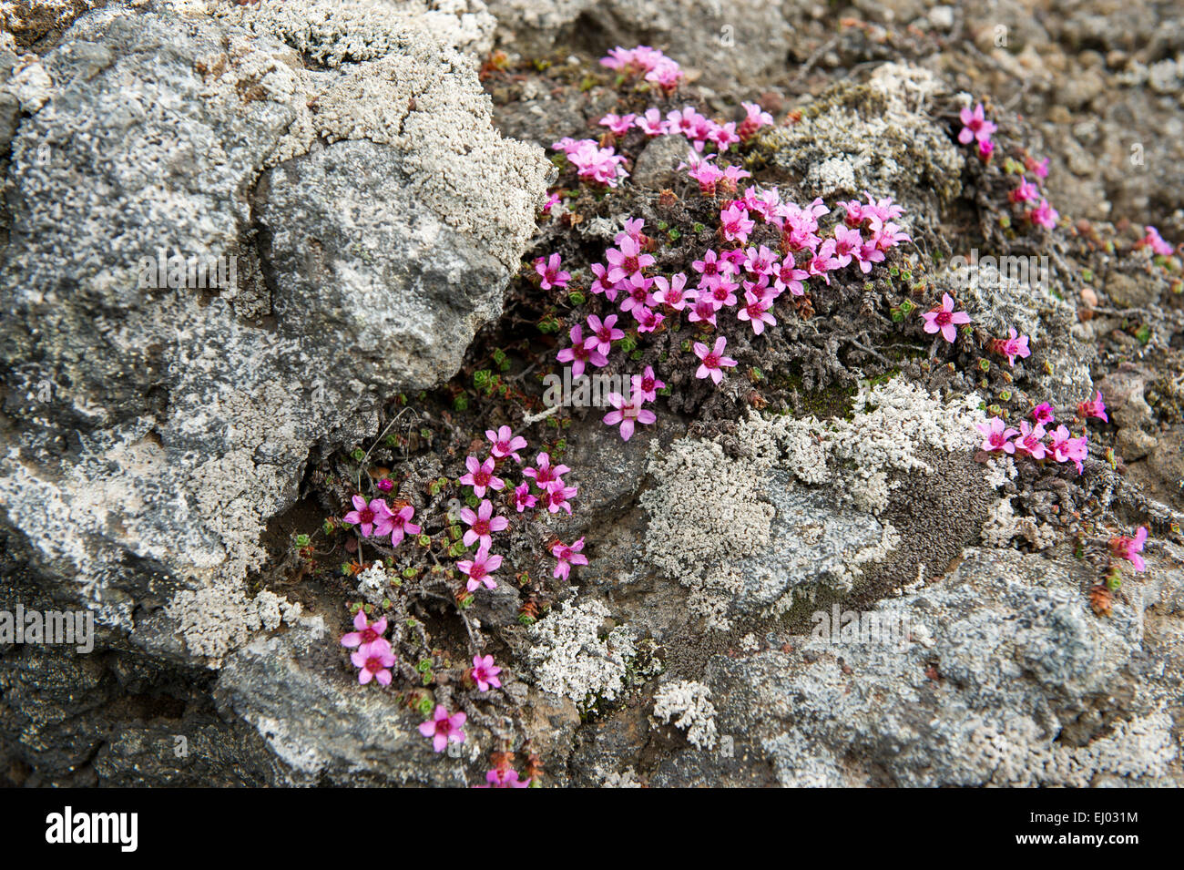 Purple Saxifrage (Saxifraga oppositifolia) clinging to the volcanic rocks of Jan Mayen Stock Photo