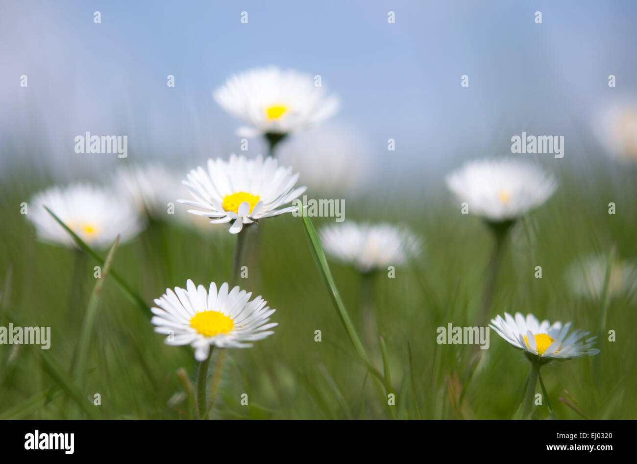 A group of daisies (Bellis Perennis) in spring sunshine. A low angle shot in an English meadow. Stock Photo