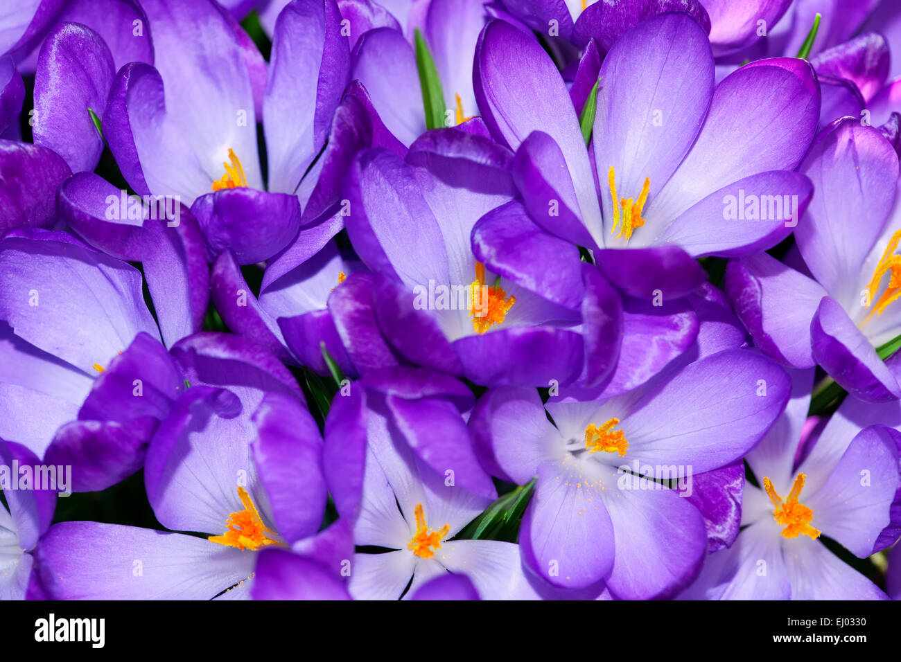 purple crocus flowers in the spring time Stock Photo - Alamy