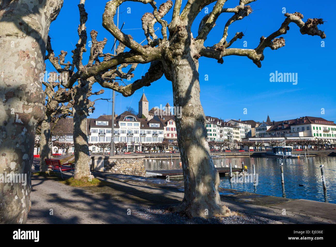 Rapperswil, Switzerland, Europe, canton St. Gallen, lake Zurich, town,  city, castle, trees, plane trees Stock Photo - Alamy