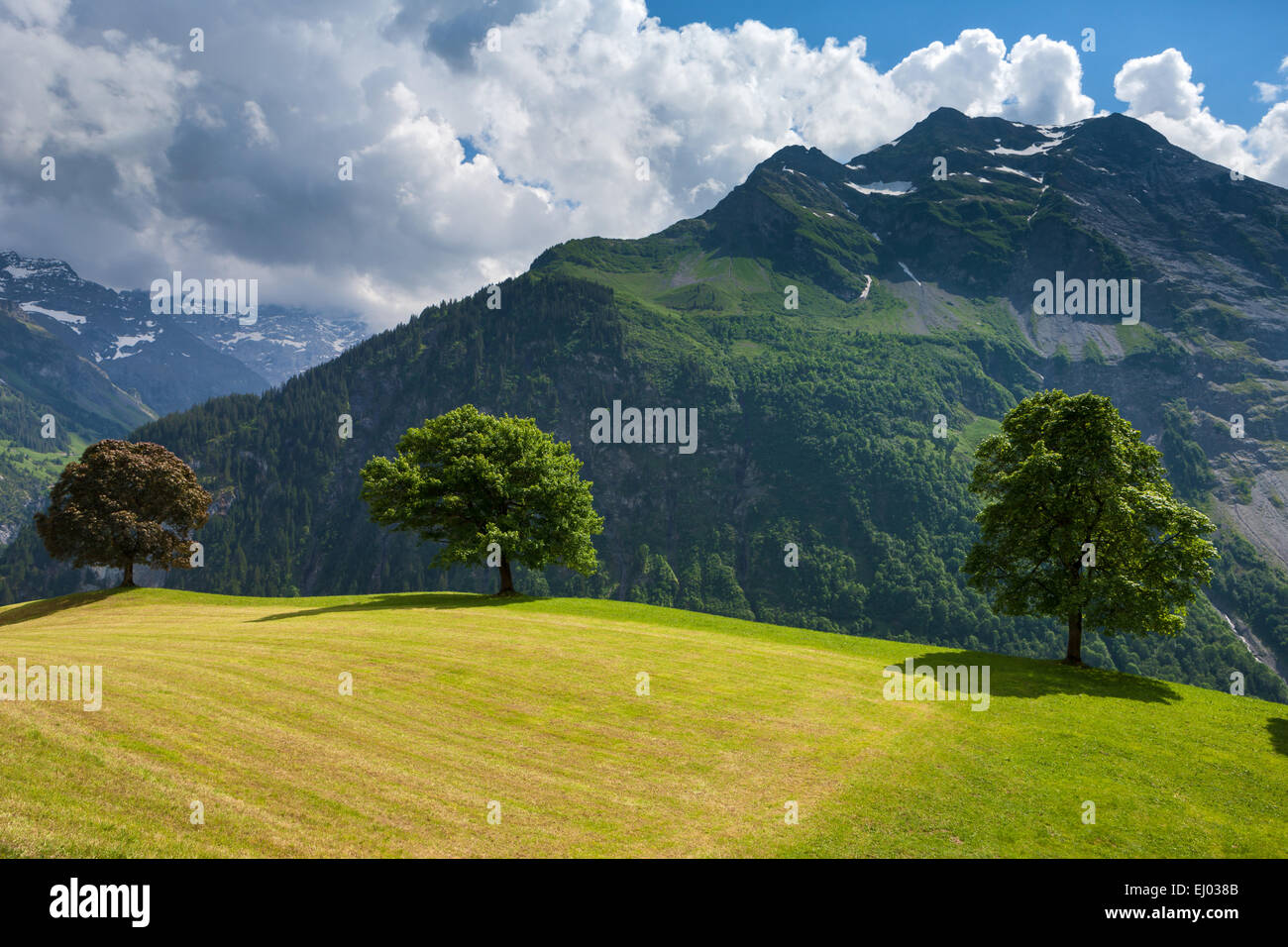 Valley of schachen, Switzerland, Europe, canton, Uri, trees, pasture, willow, meadow, Stock Photo