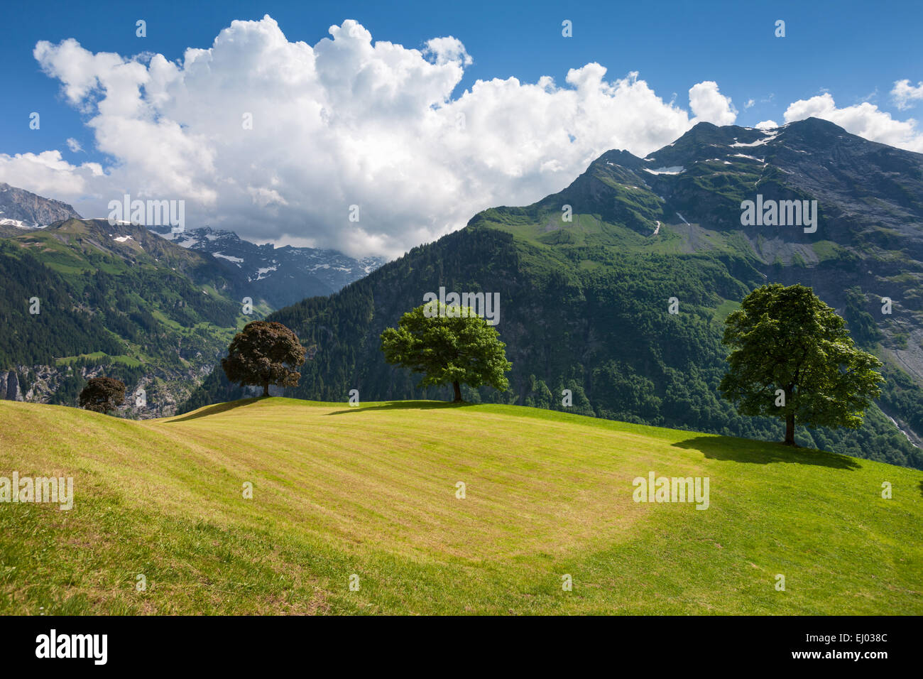 Valley of schachen, Switzerland, Europe, canton, Uri, trees, pasture, willow, meadow, Stock Photo