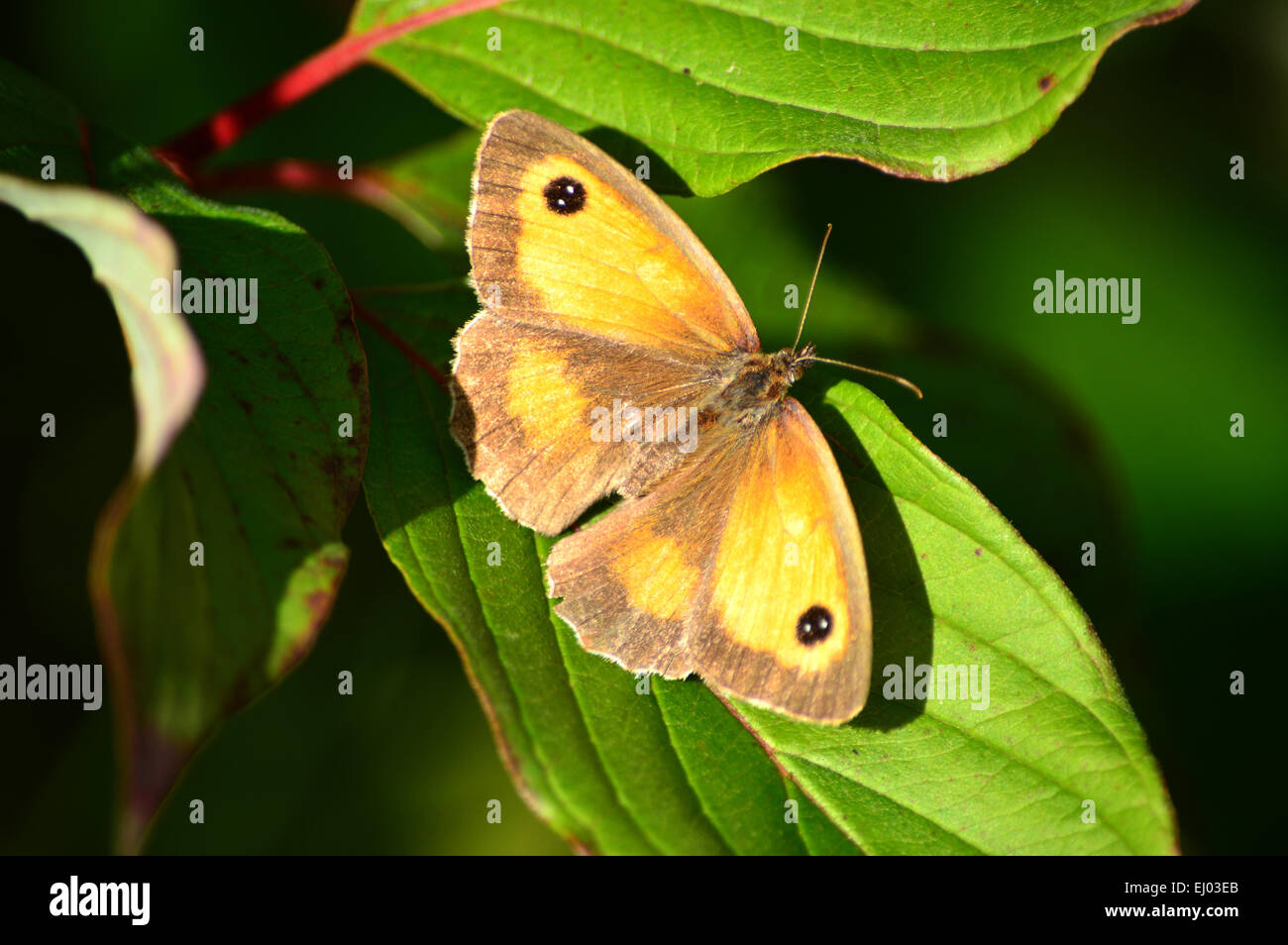 Gatekeeper Butterfly warming in the sun Stock Photo