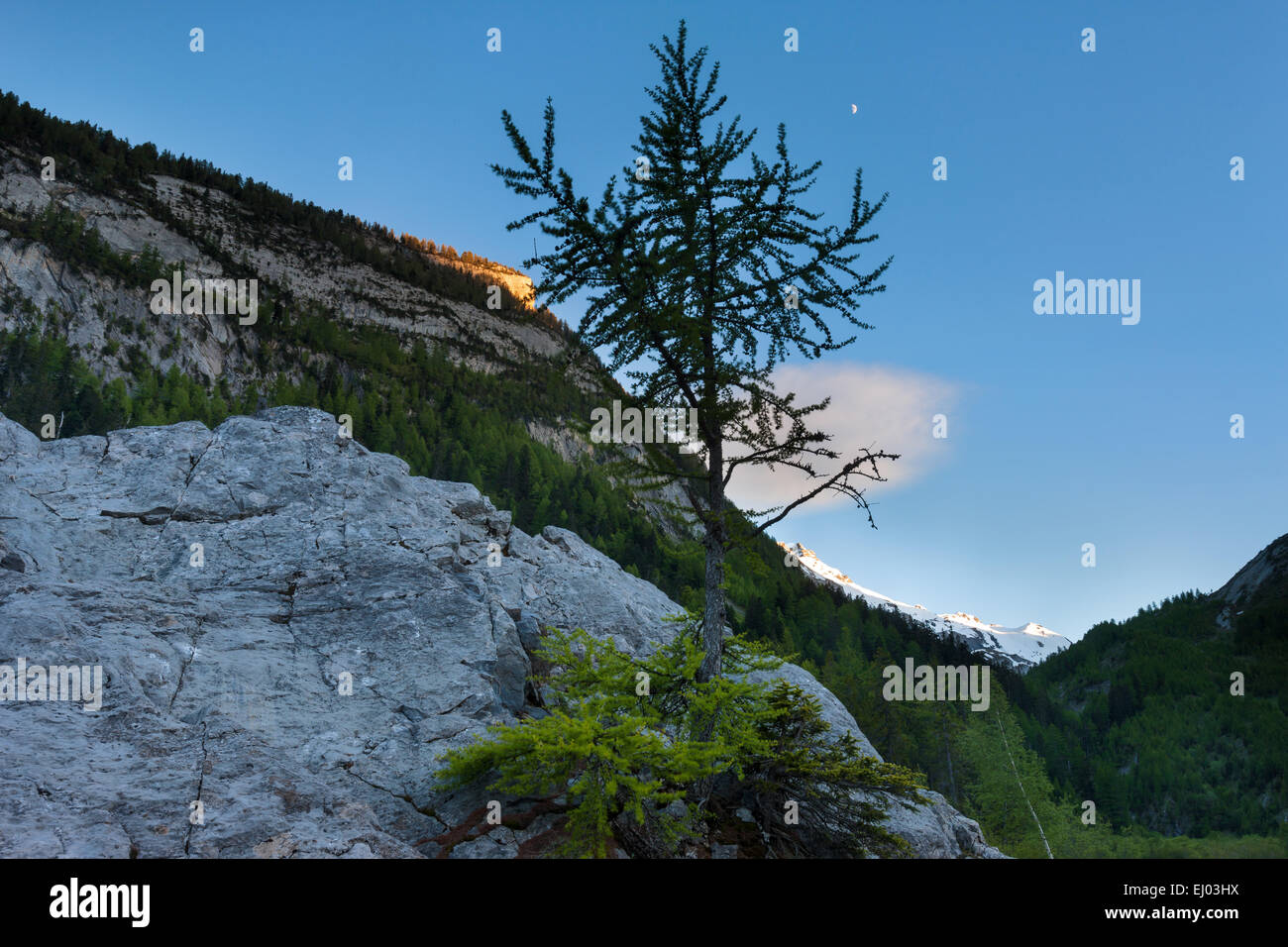 Primeval forest, forest, Derborence, Switzerland, Europe, canton, Valais, rock, cliff, larch, evening light Stock Photo