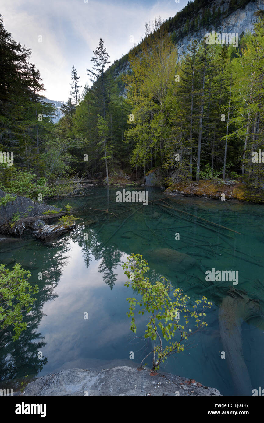 Primeval forest, forest, Derborence, Switzerland, Europe, canton, Valais, mountain lake, lake, Stock Photo