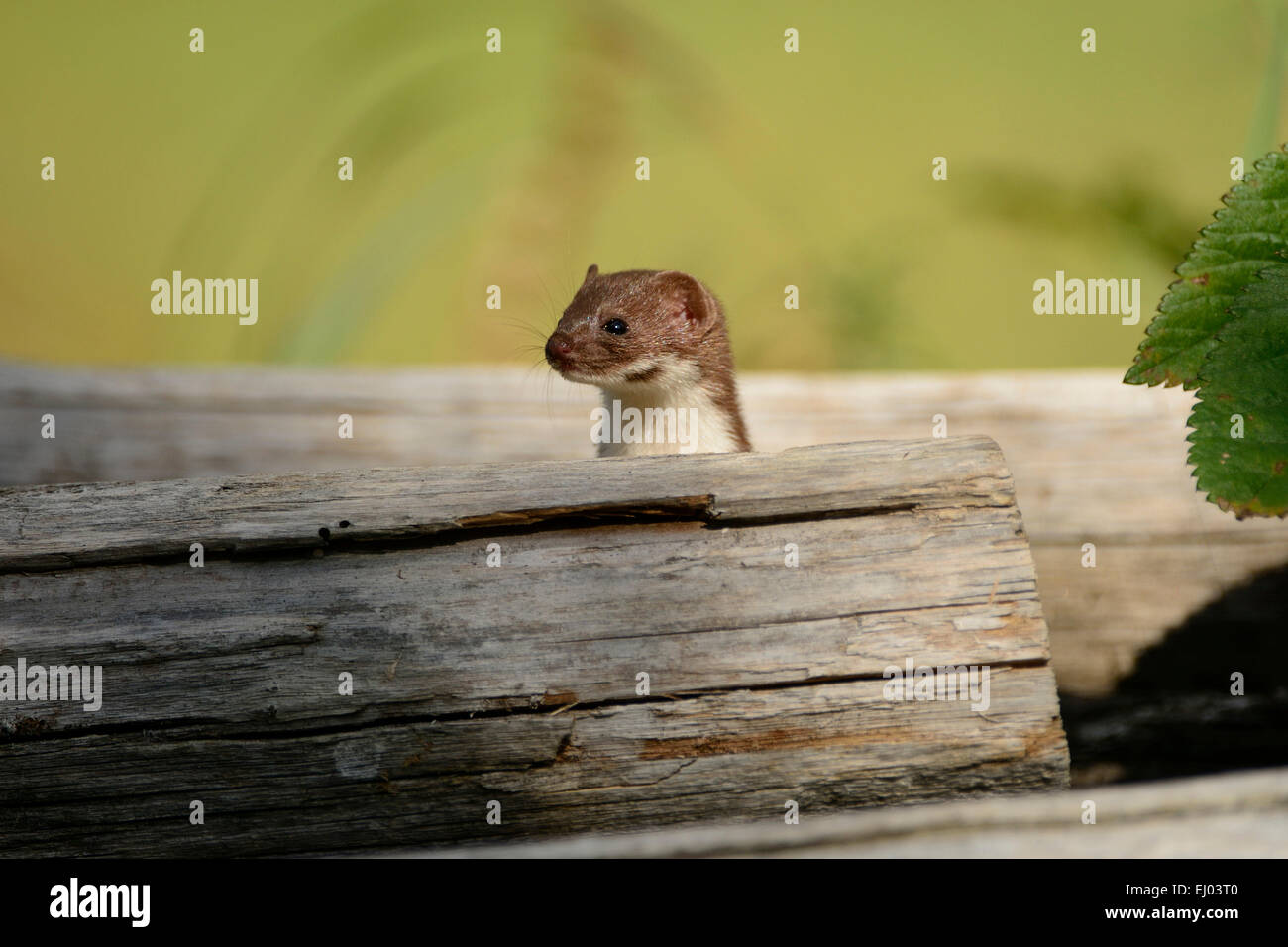 Least Weasel, Mustela nivalis, Mustelidae, Weasel, animal, Obergoms, Canton, Valais, Switzerland, Europe, Stock Photo