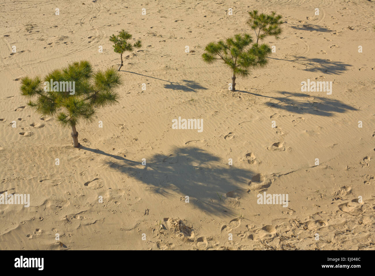 Young pine trees growing on the beach sand Stock Photo Alamy