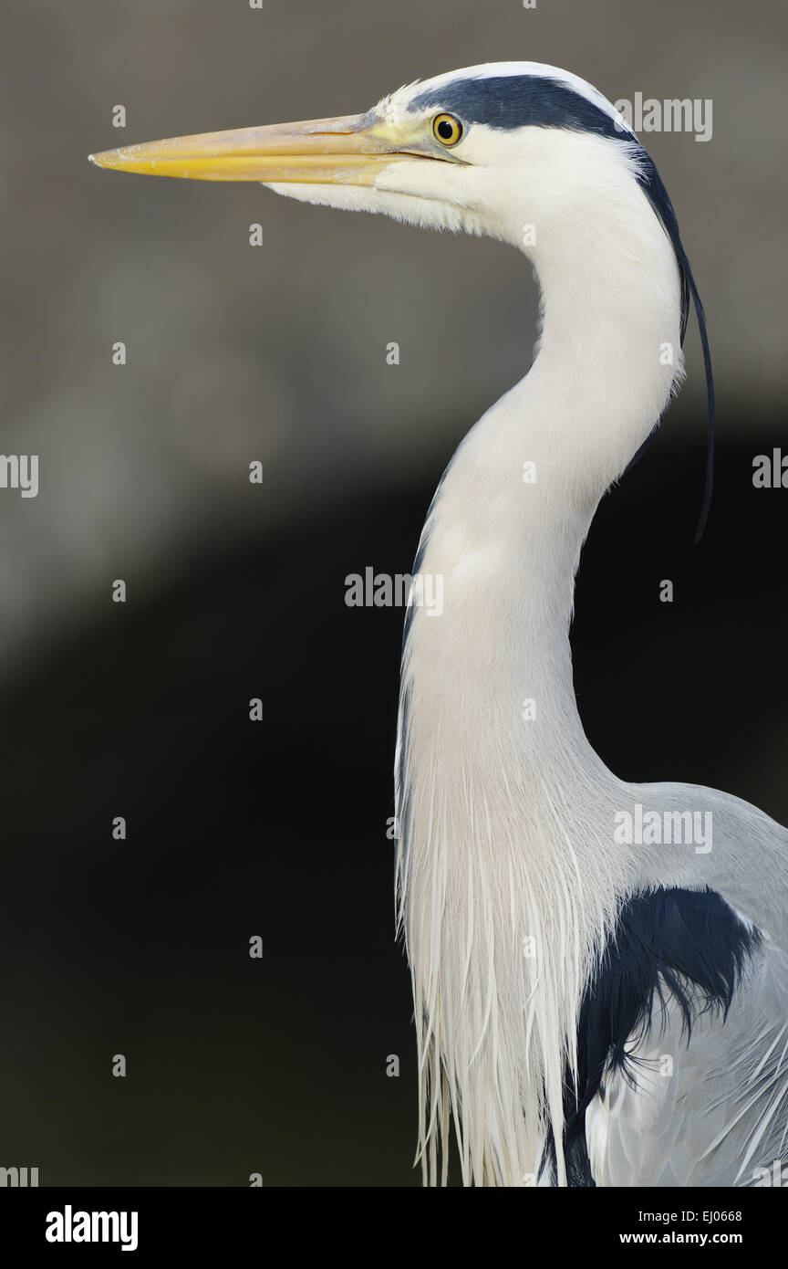 Grey Heron, Aberdaron, Lleyn Peninsula, North West Wales Stock Photo