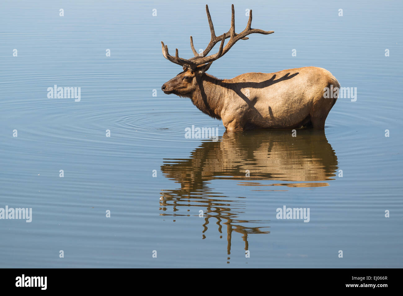 A bull elk having a bath in Lake Yellowstone, Yellowstone National Park, Wyoming, United States of America. Stock Photo