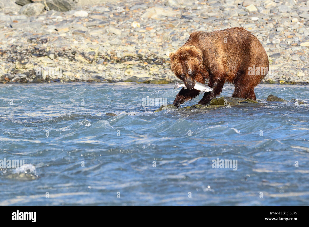 Grizzly bear fishing salmon at Dayville Road, Valdez, Alaska, United States of America. Stock Photo