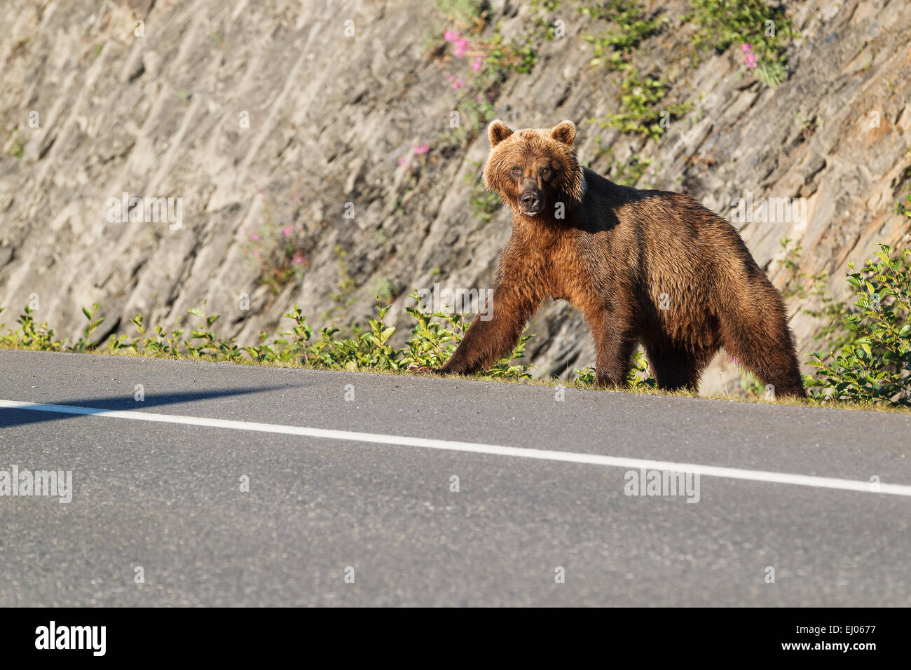 Grizzly bear sow at Dayville Road, Valdez, Alaska, United States of America. Stock Photo