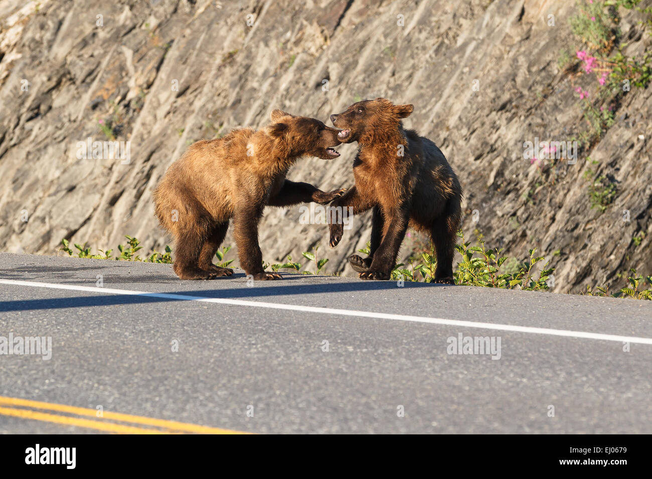 Grizzly bear cubs playing at Dayville Road, Valdez, Alaska, United States of America. Stock Photo