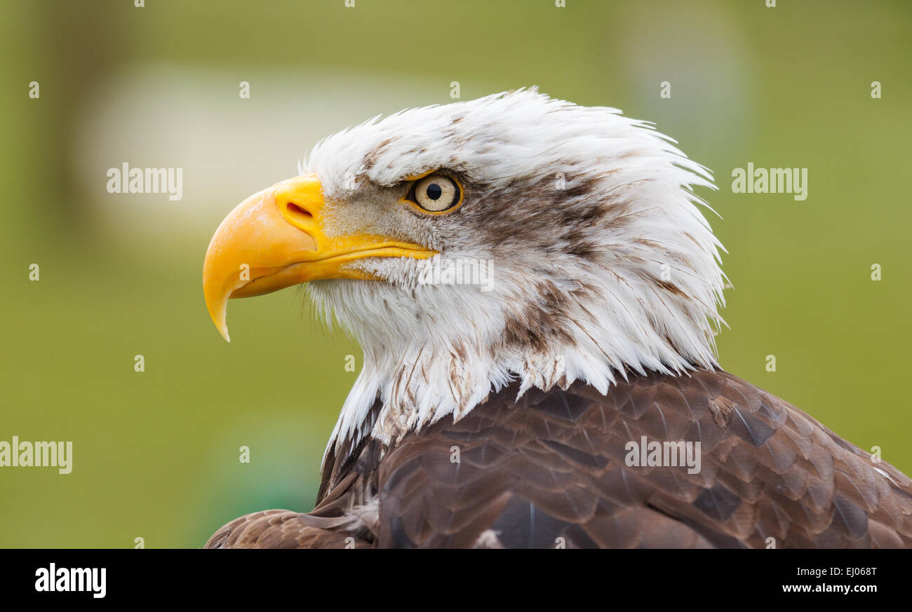 A close image of an impressive bald eagle Stock Photo